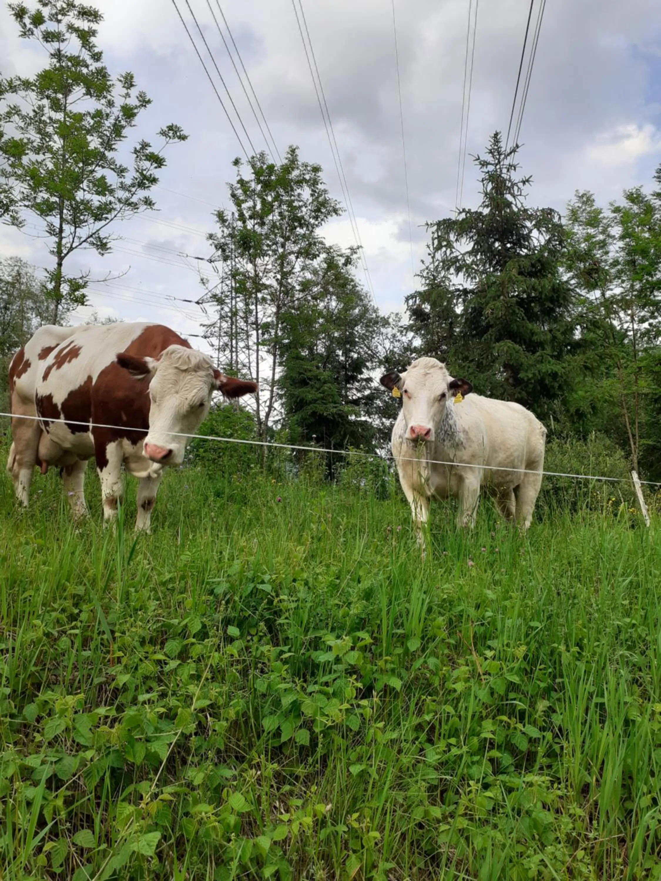 Zirnberg Appartements