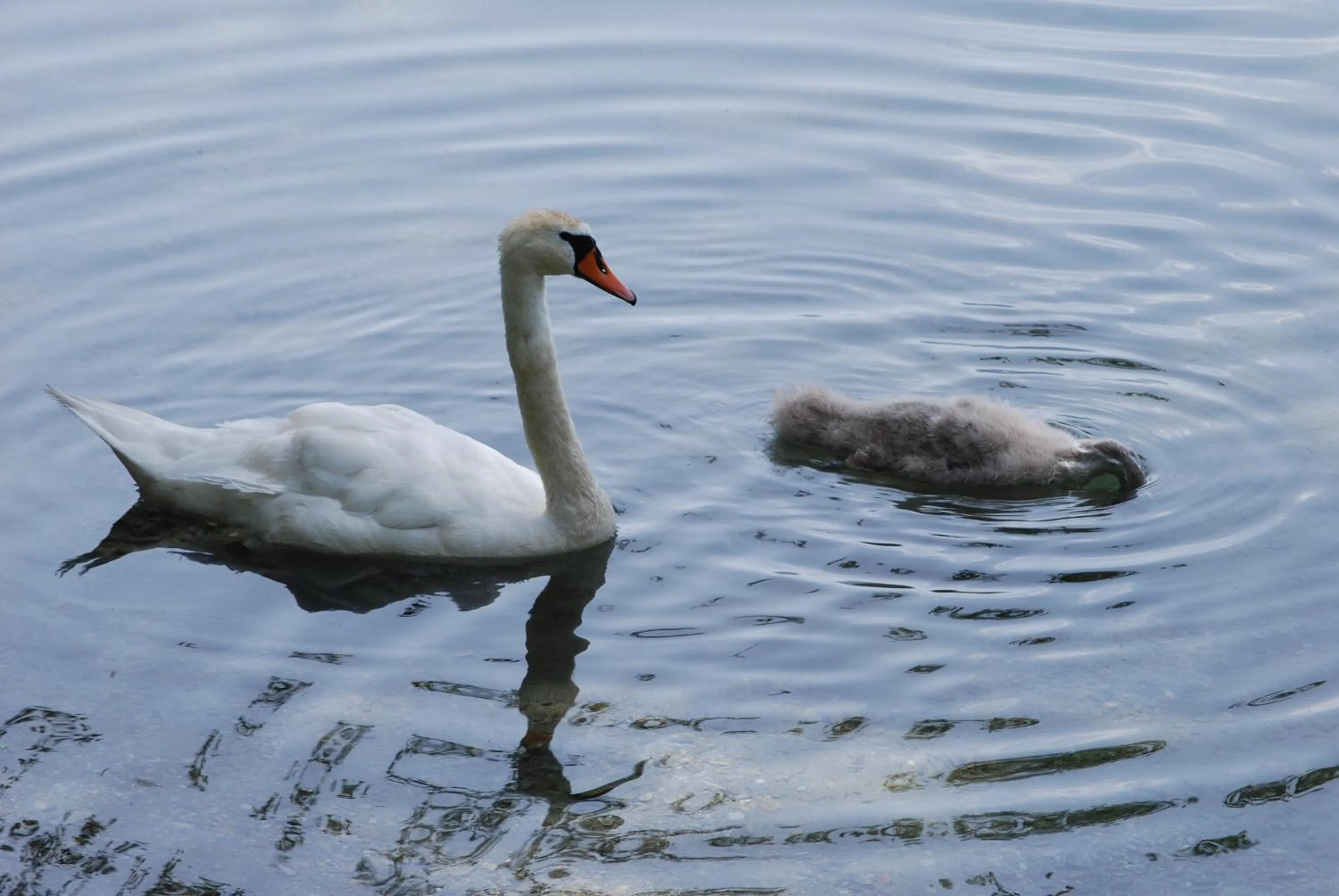 Beach in Der Erlhof Restaurant & Landhotel
