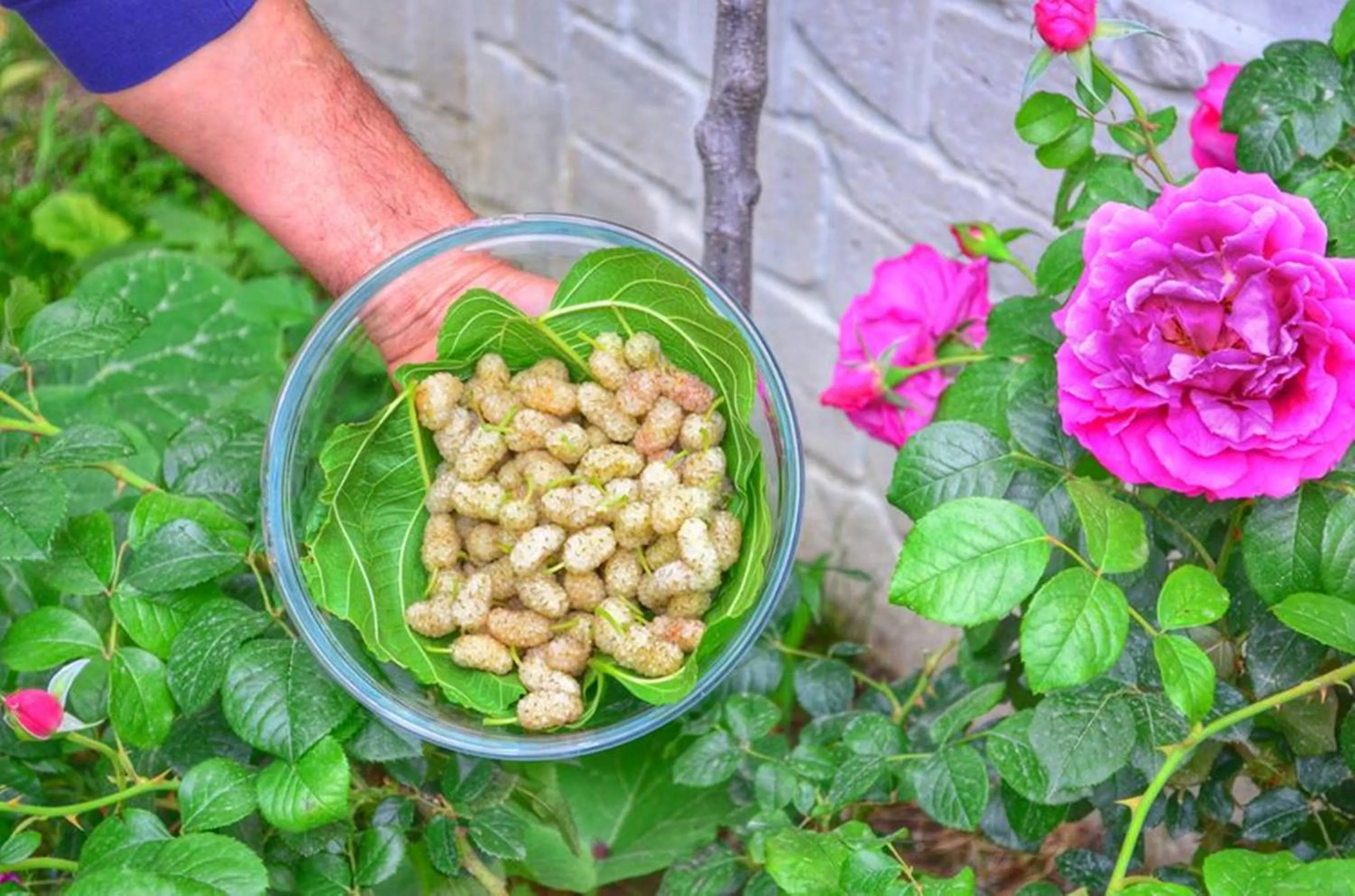 Food close-up in Residence Rendez Vous