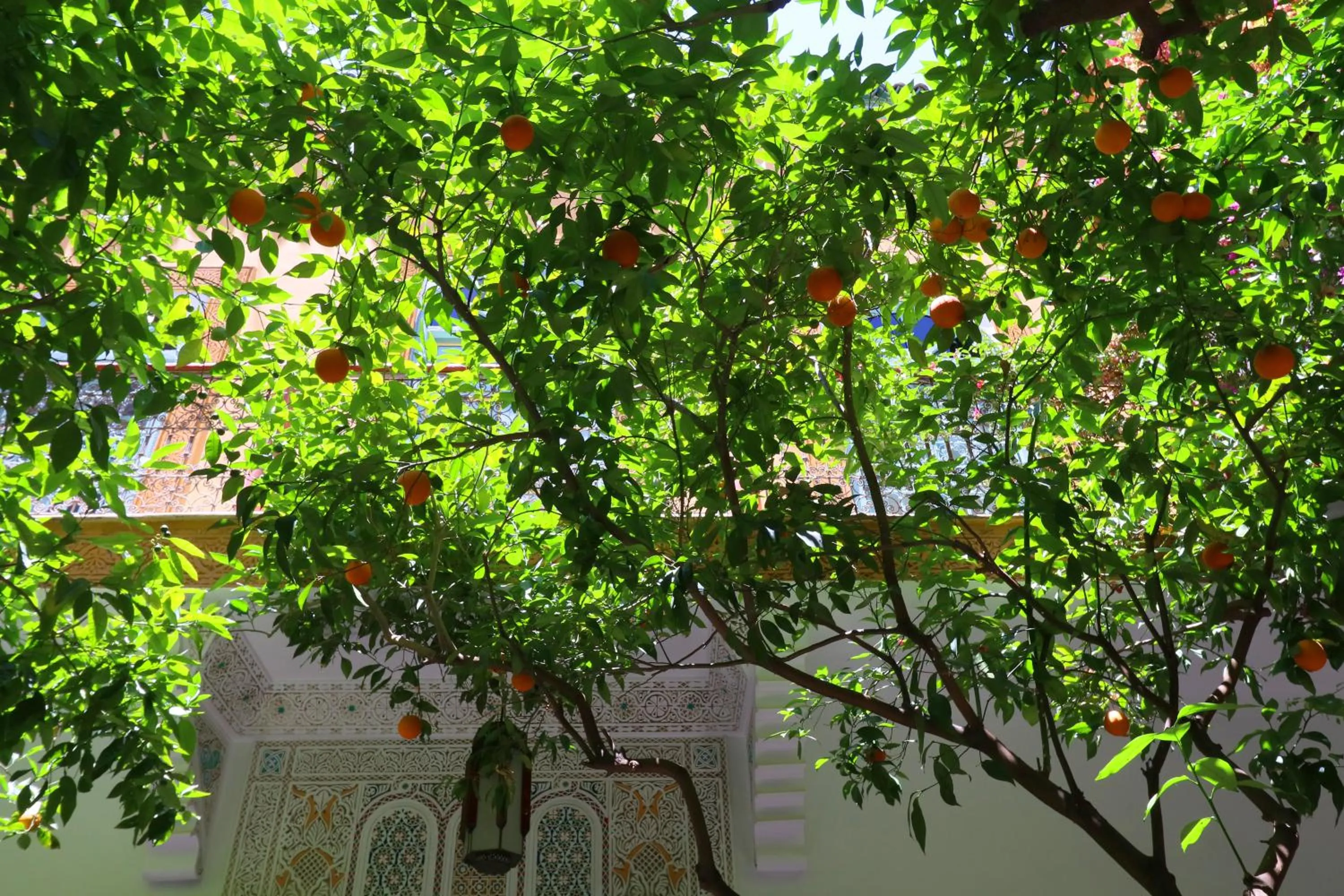 Garden in Ryad El Borj