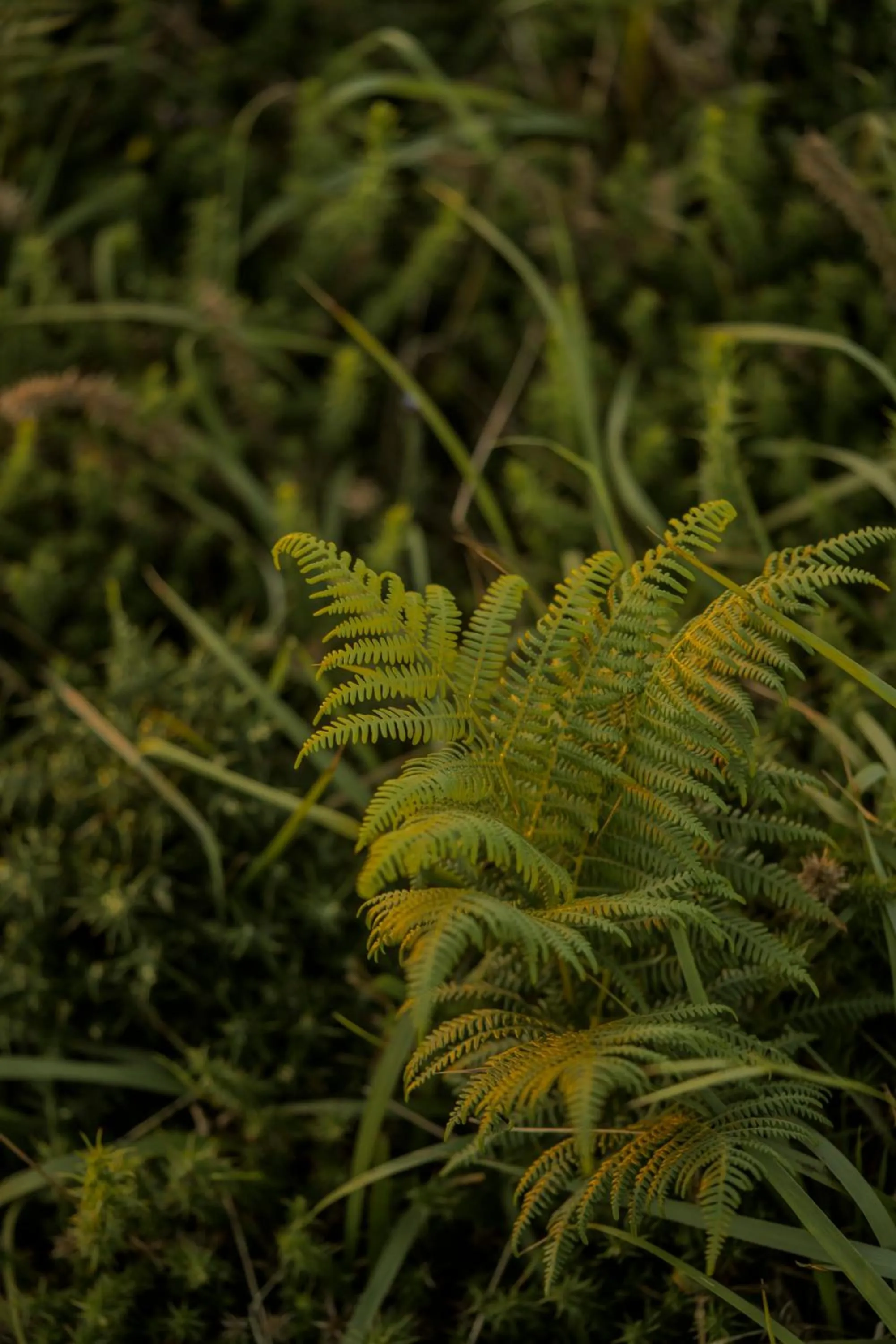 Hotel Caribe Sanxenxo