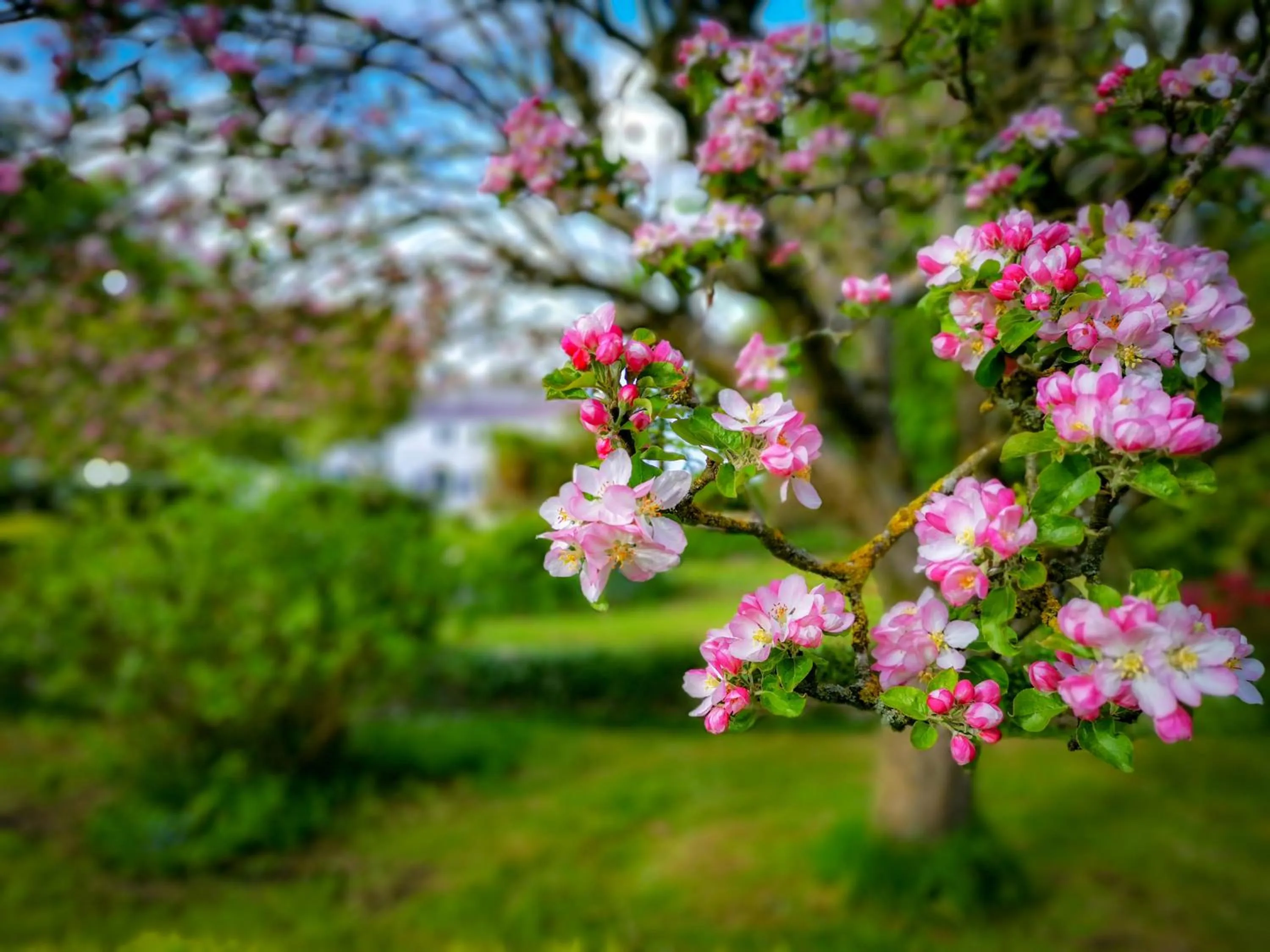 Garden in Cedar House Boutique B&B