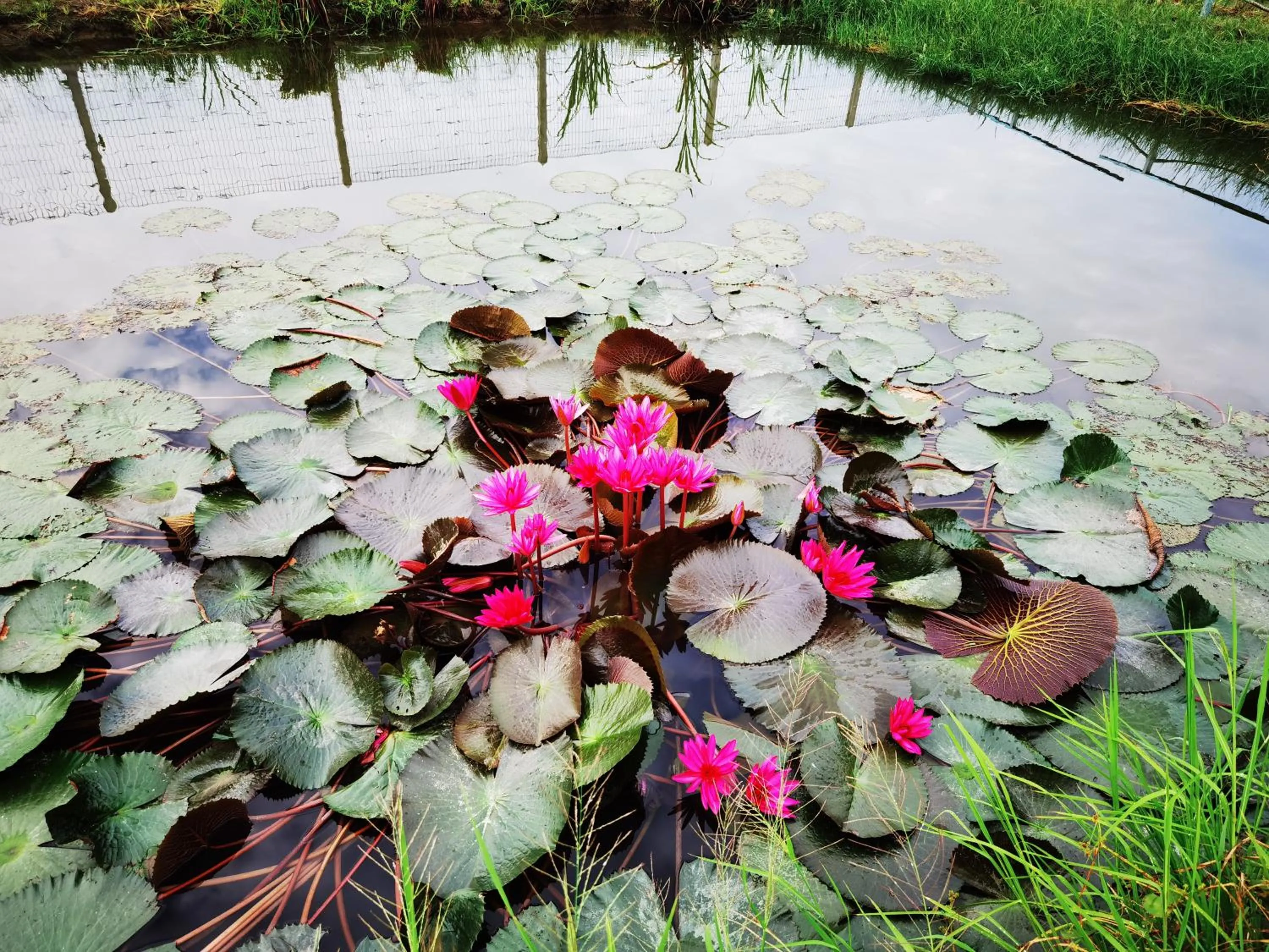 Garden in Dangau Sala D'Kontena