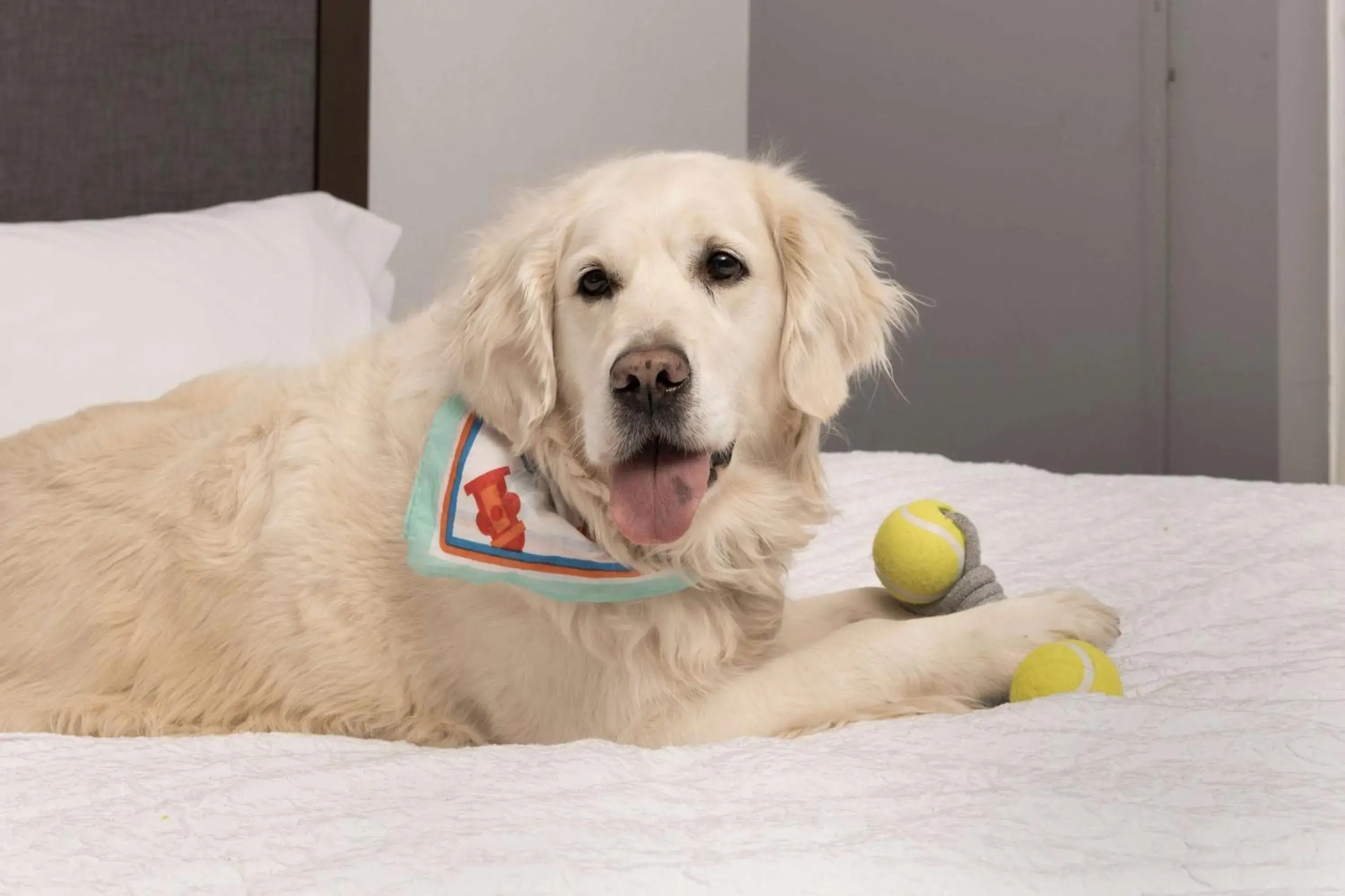 King Studio Suite - Hearing Access/Non-Smoking in Hampton Inn & Suites Rapid City Rushmore, SD King Studio Suite - Hearing Access/Non-Smoking in Hampton Inn & Suites Rapid City Rushmore, SD