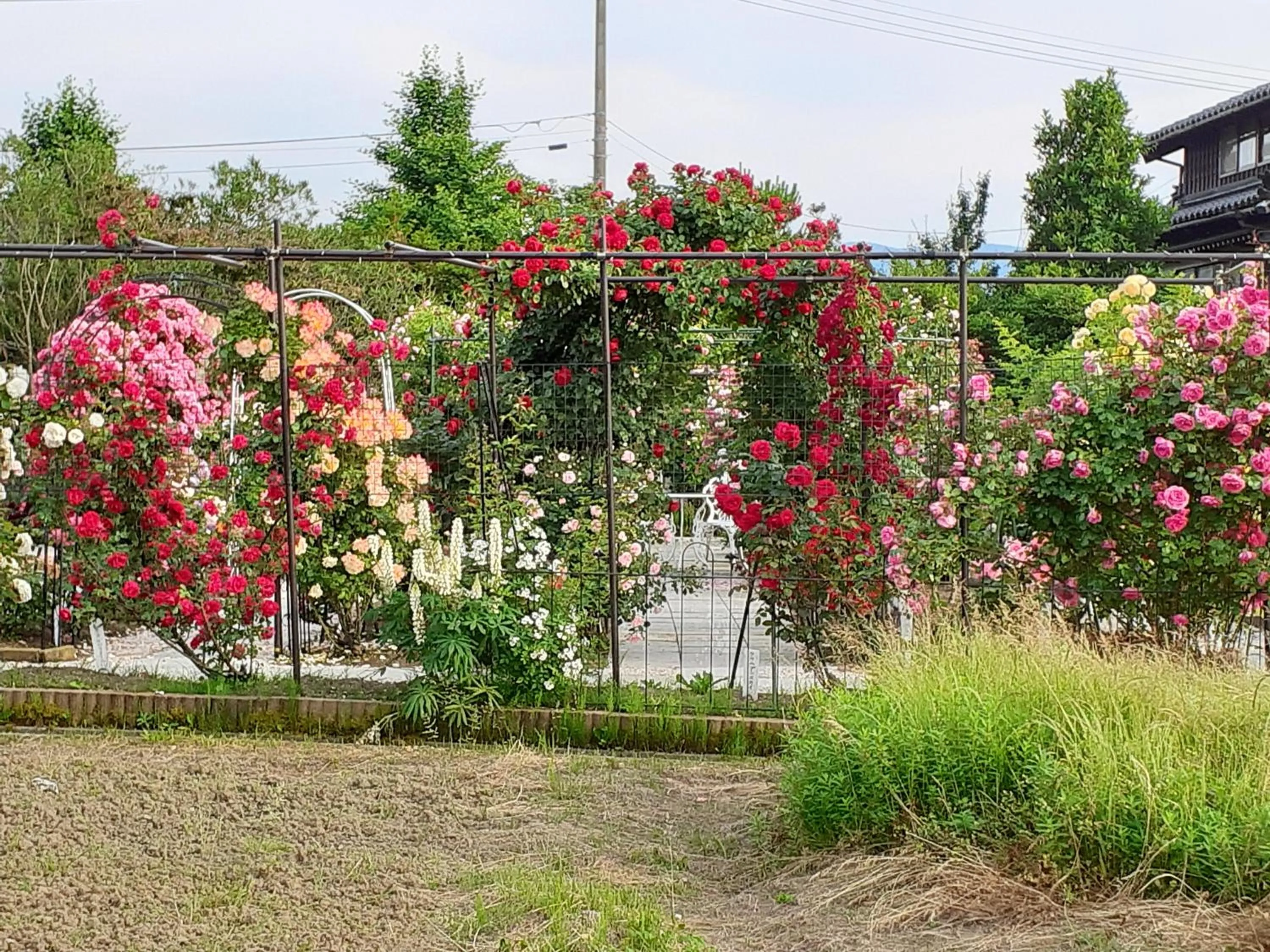 Garden view in Rosencat