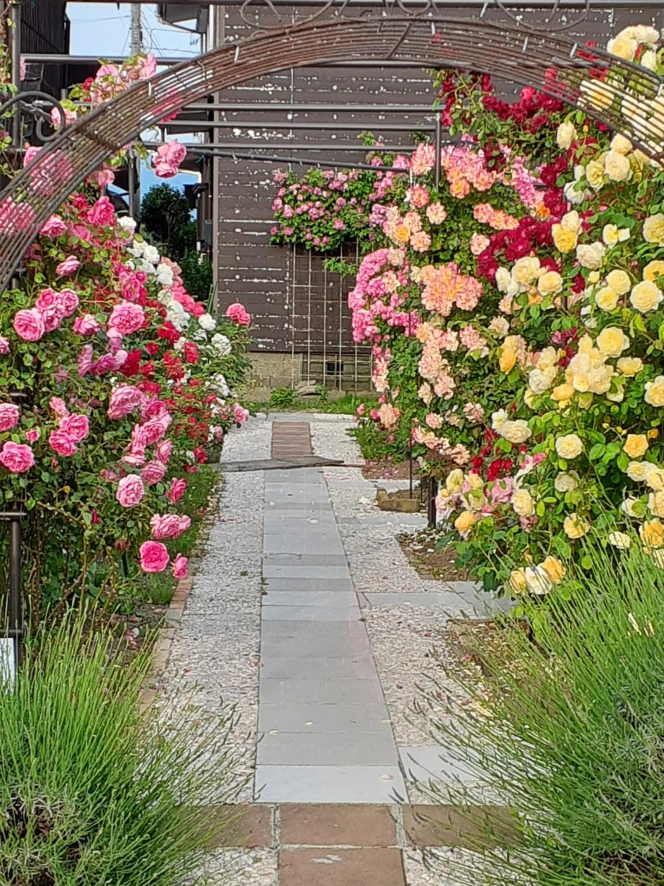 Garden view in Rosencat