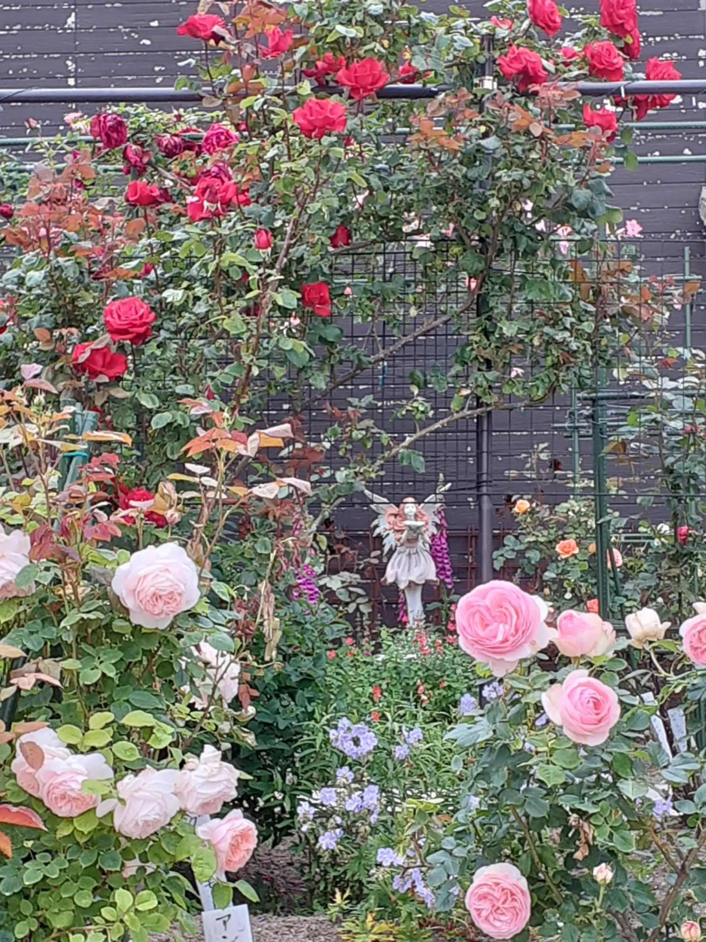 Garden view in Rosencat