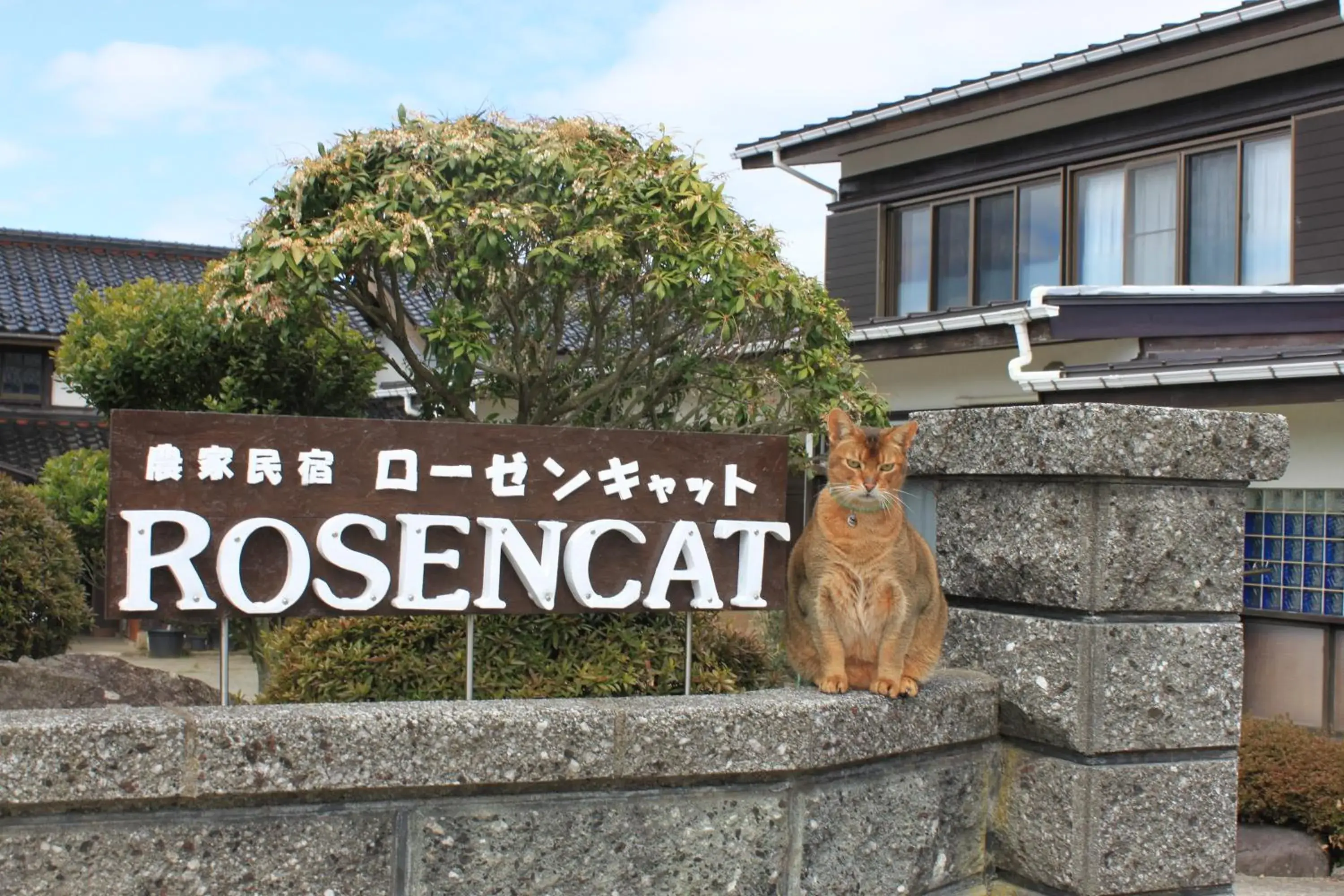 Rosencat Rosencat