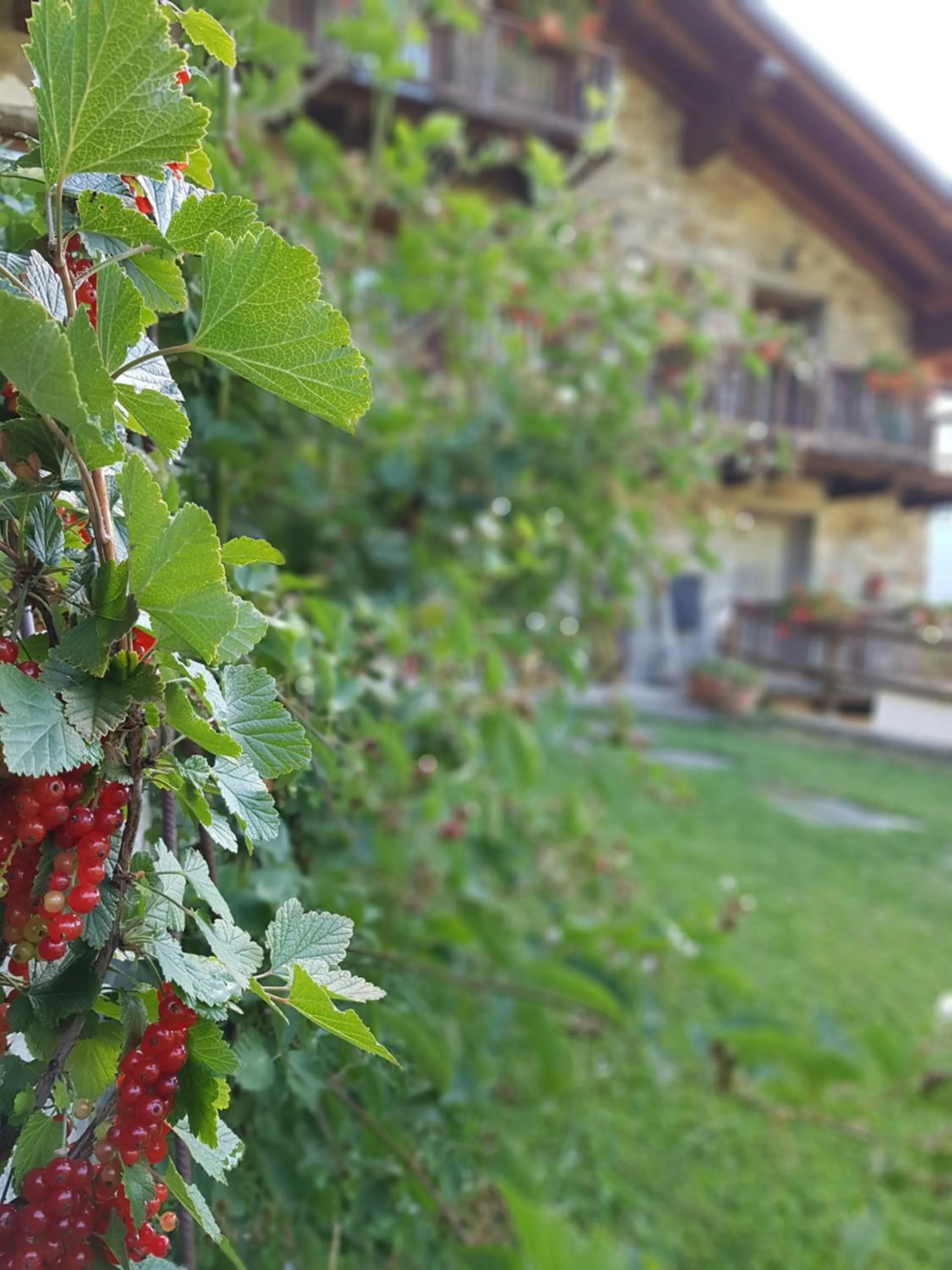 Garden in Agriturismo La Clochette