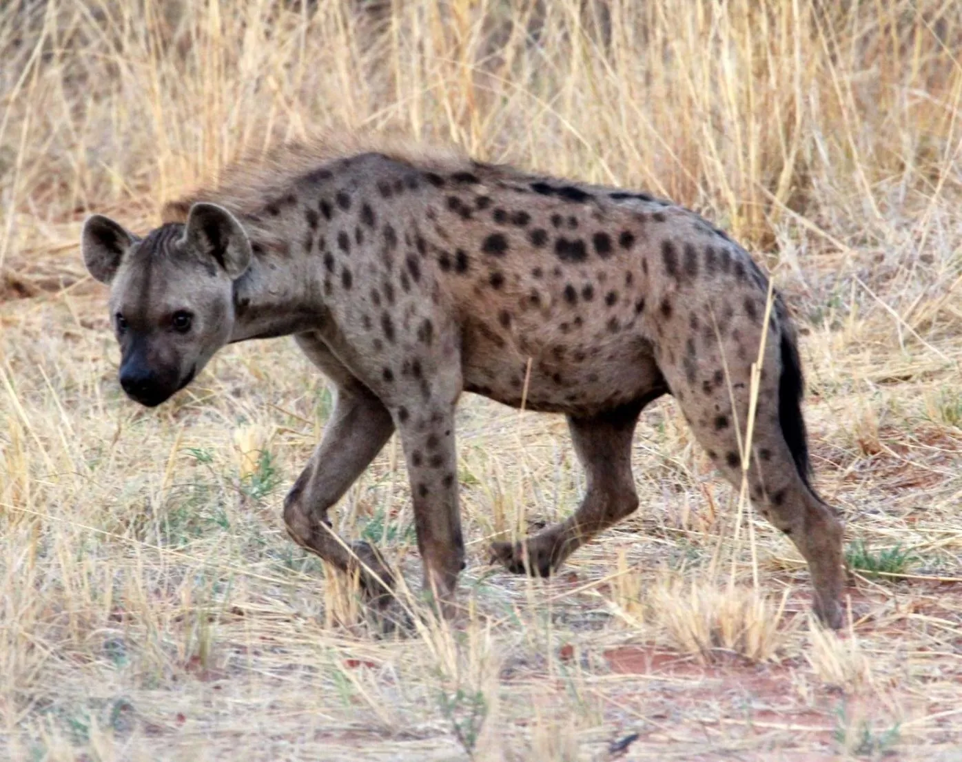 Animals in Tlou Safari Lodge