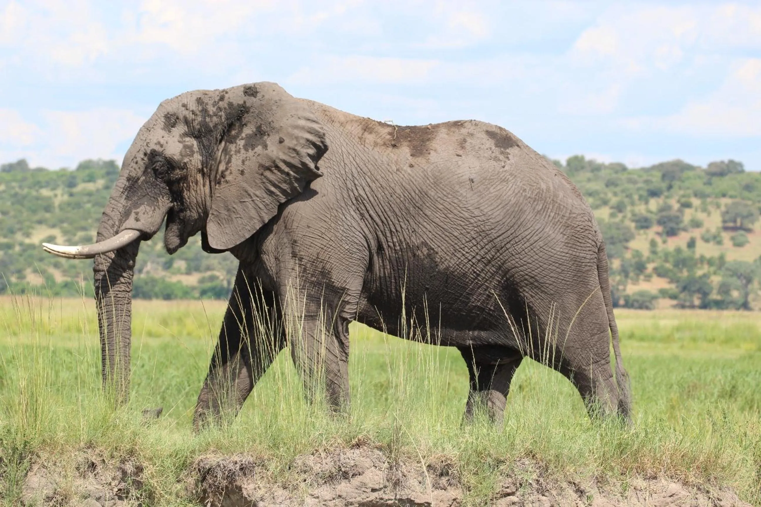 Animals in Tlou Safari Lodge