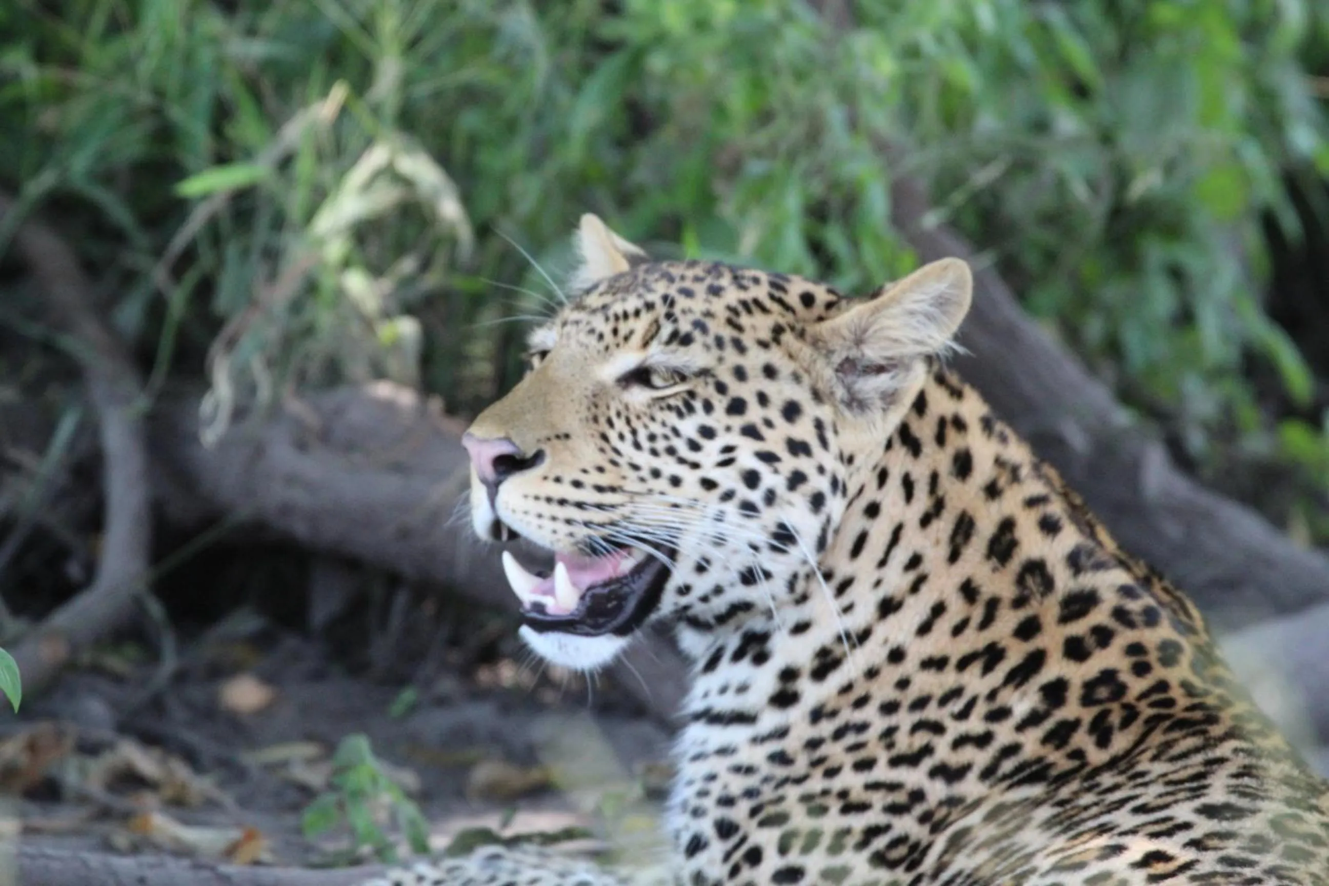 Animals in Tlou Safari Lodge