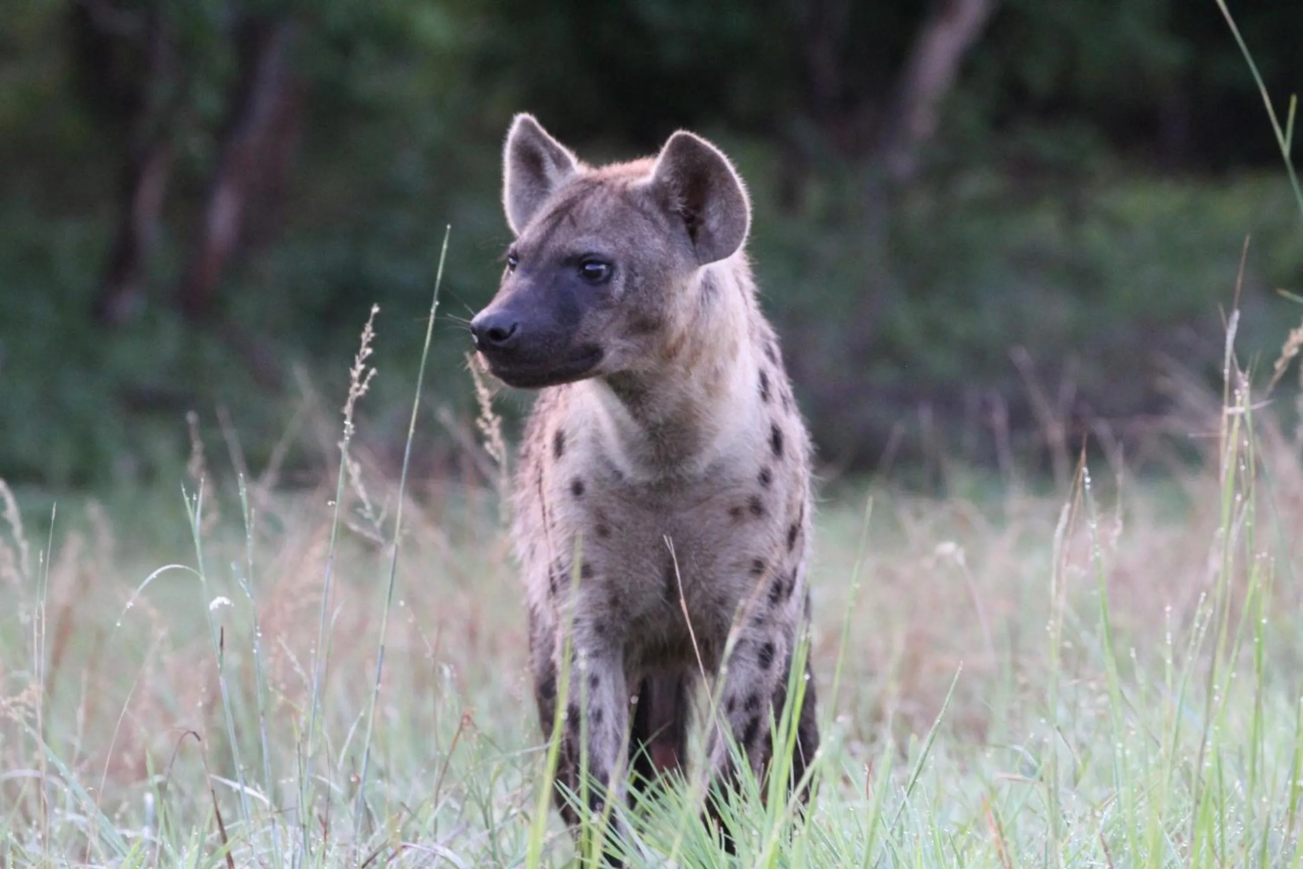 Animals in Tlou Safari Lodge