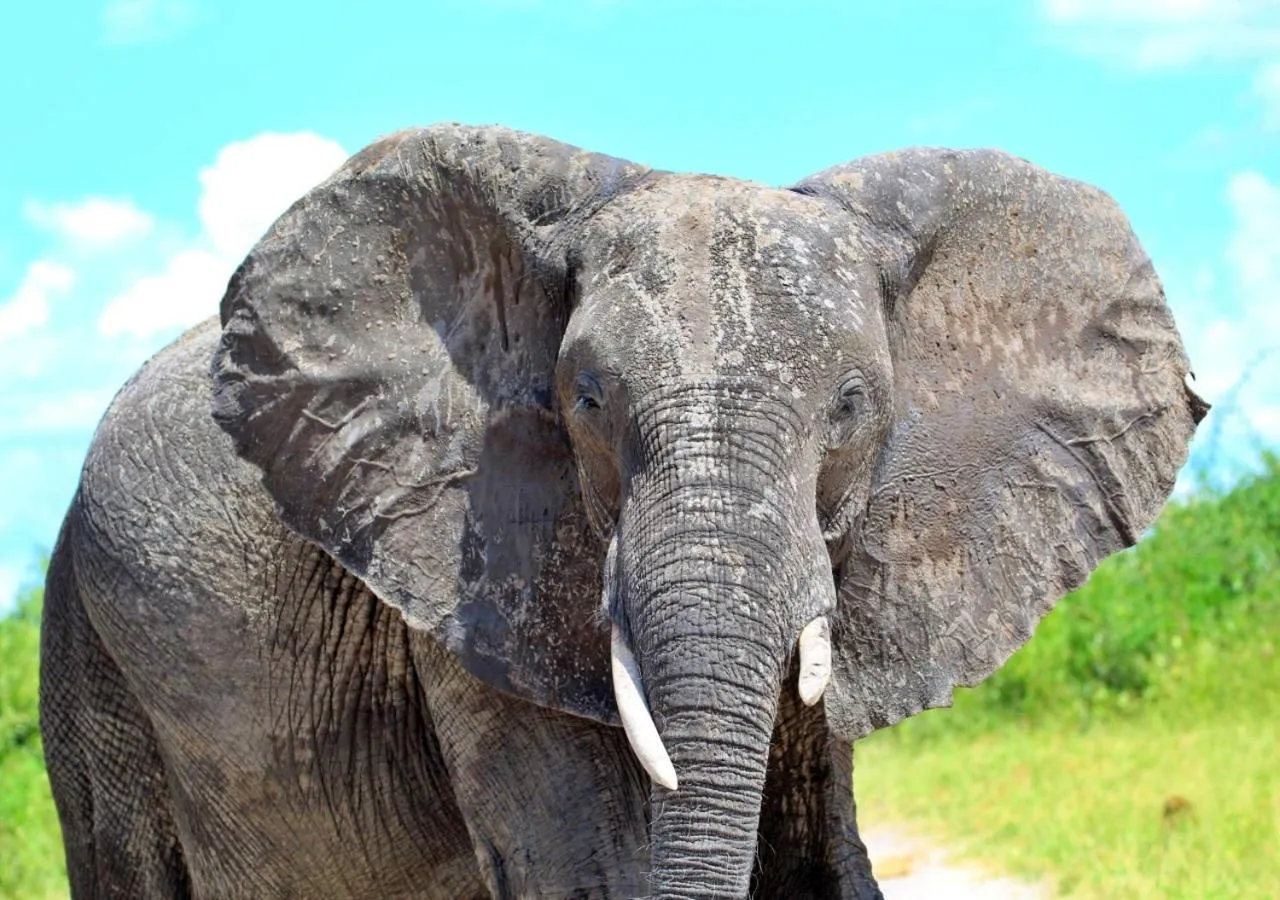 Property building in Tlou Safari Lodge