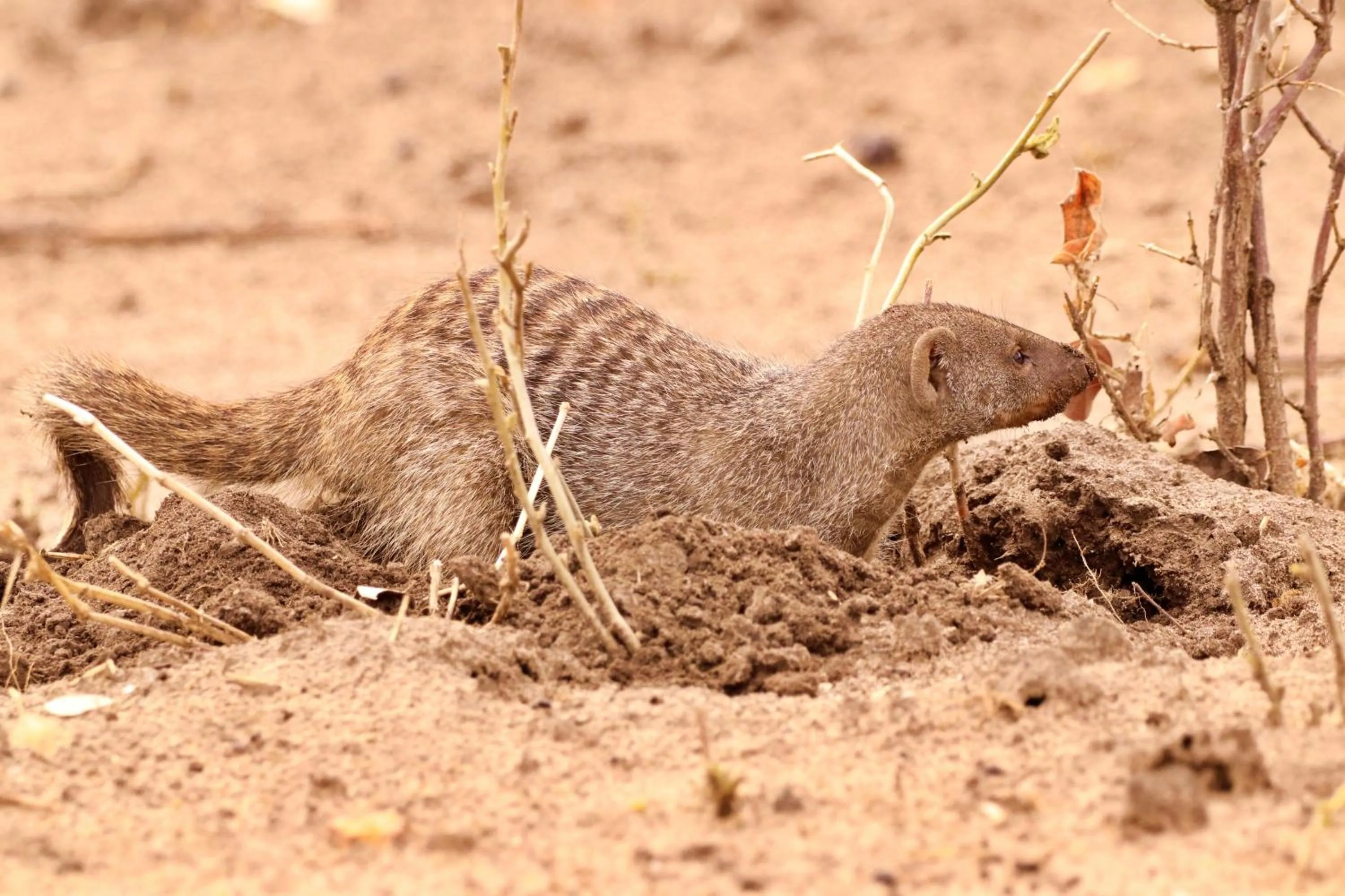 Animals in Tlou Safari Lodge