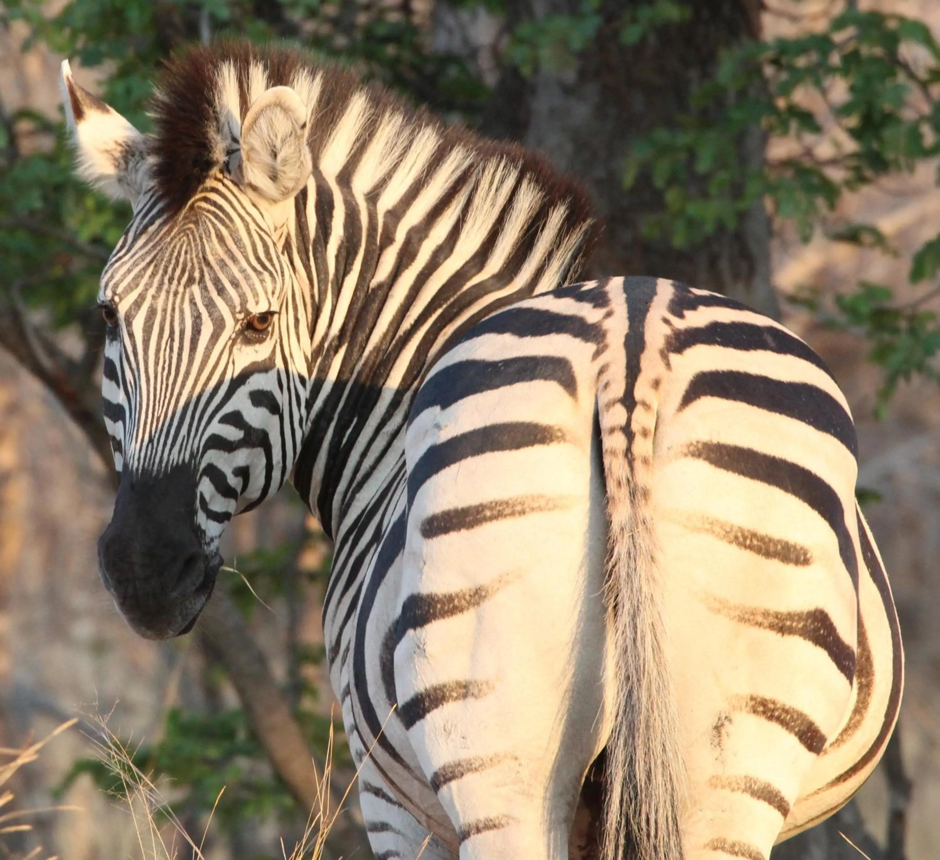 Animals in Tlou Safari Lodge