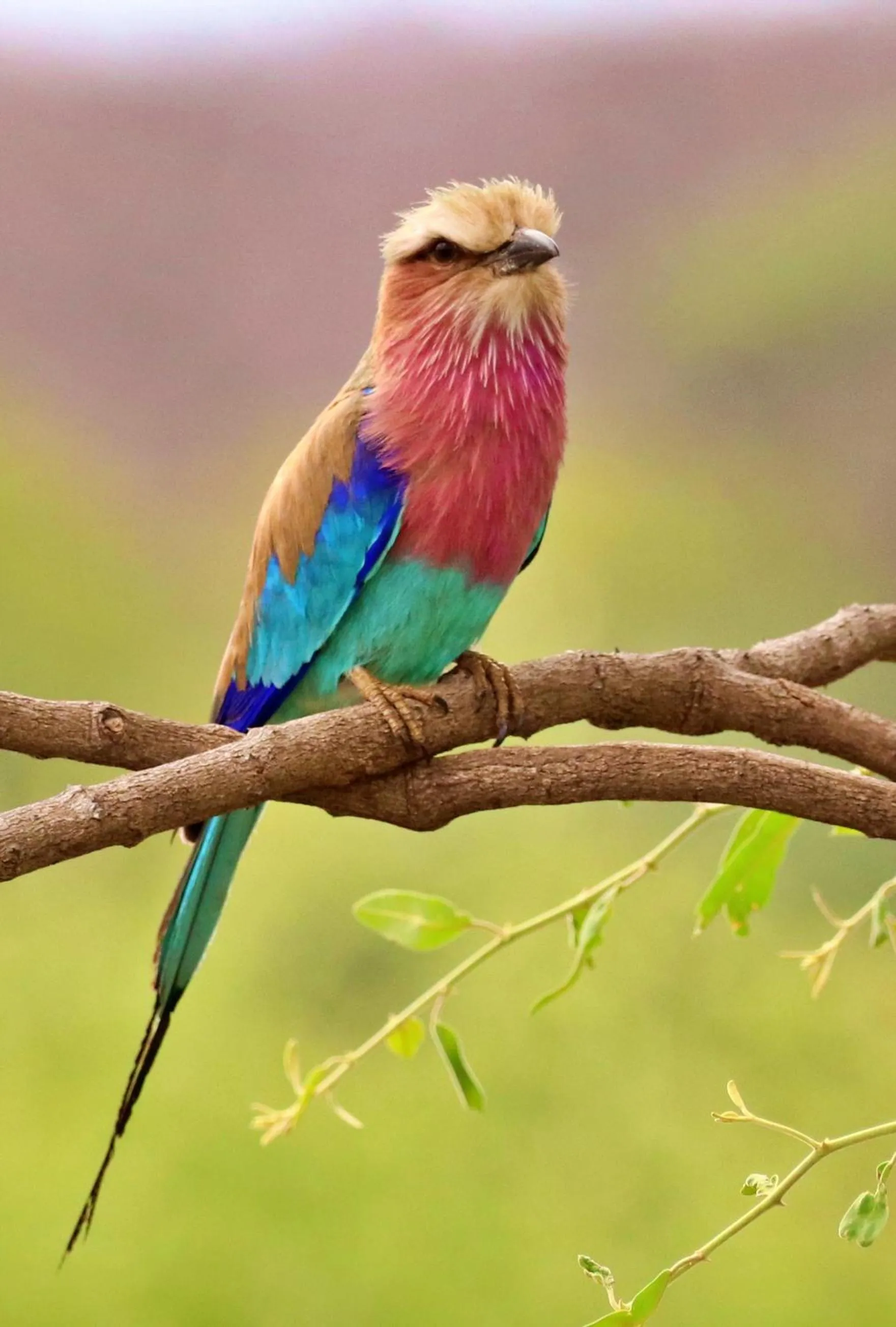 Animals in Tlou Safari Lodge
