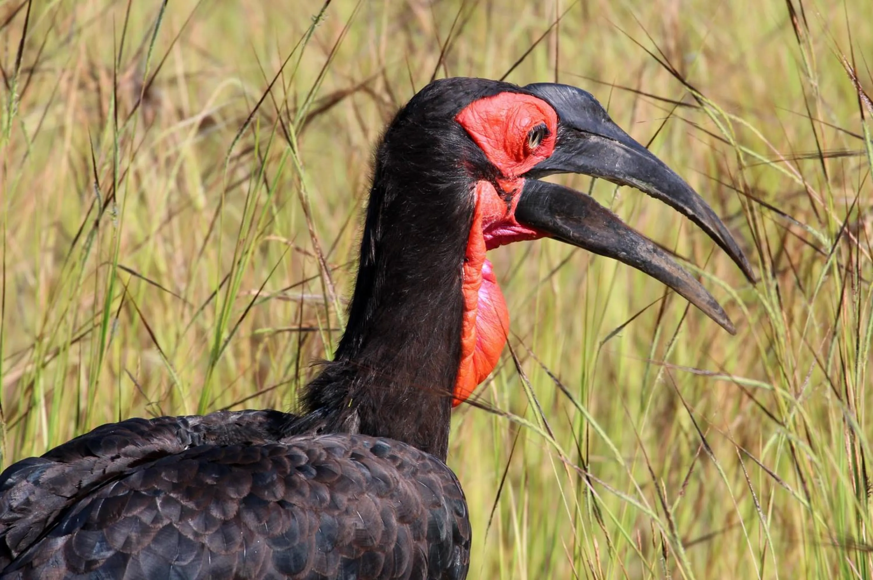 Animals in Tlou Safari Lodge