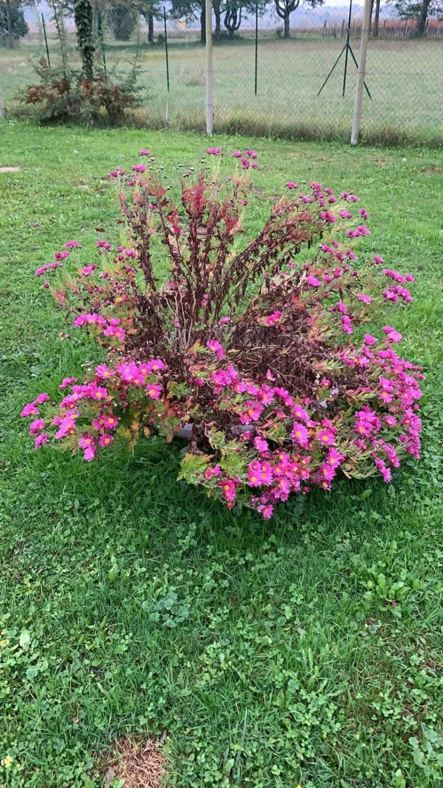 Garden in B & B Chic