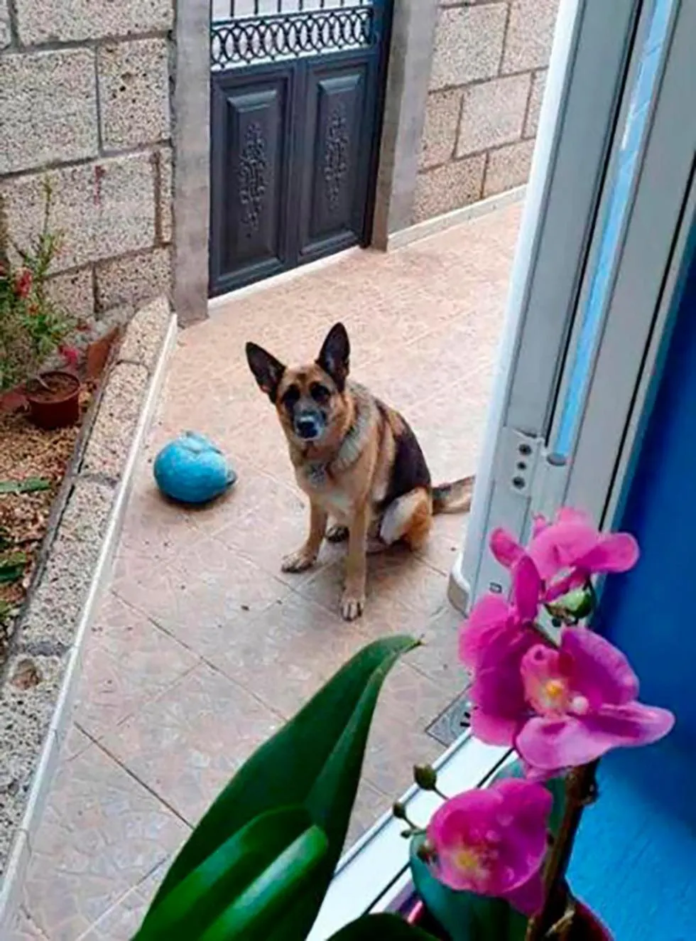 Pets in Bed & Breakfast Tenerife