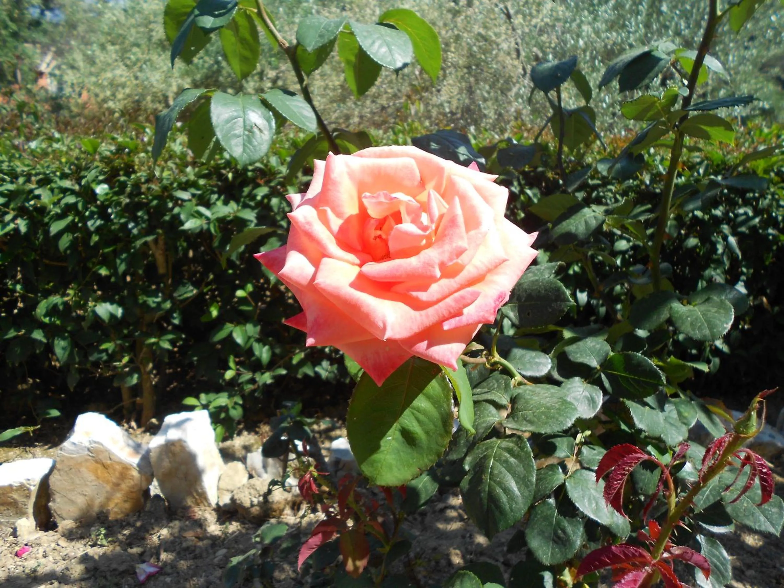 Garden in Anemona Studios