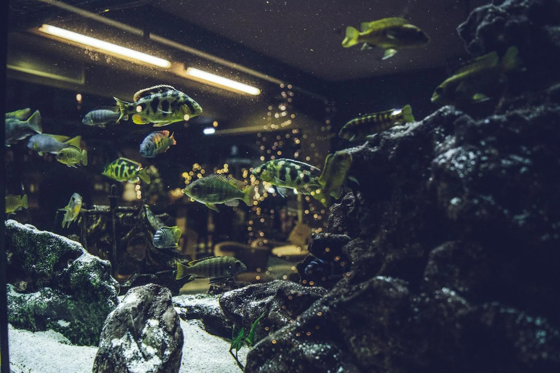 Squash in Platamon Centrale