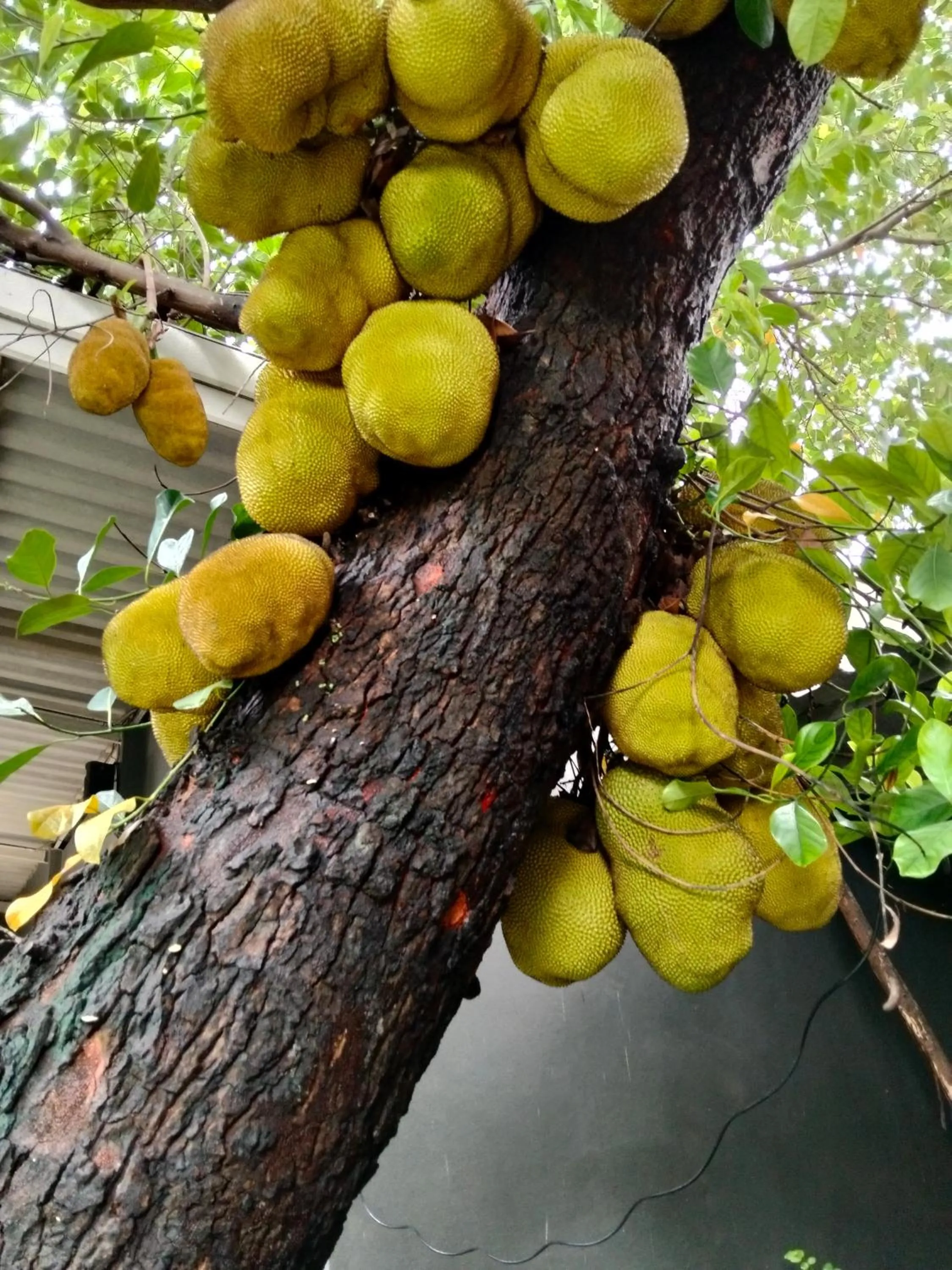 Garden in Baba pim villa