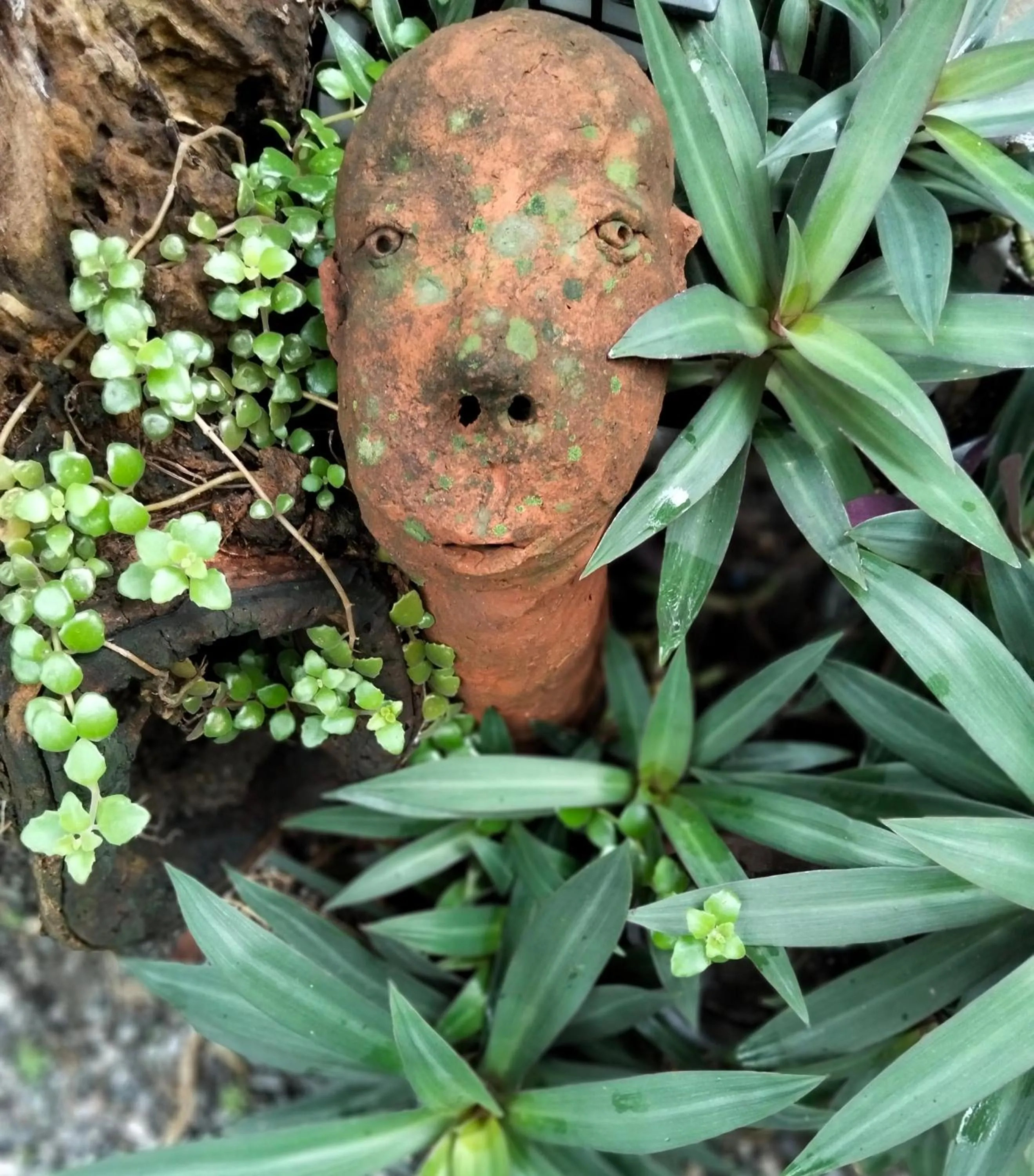 Garden in Baba pim villa