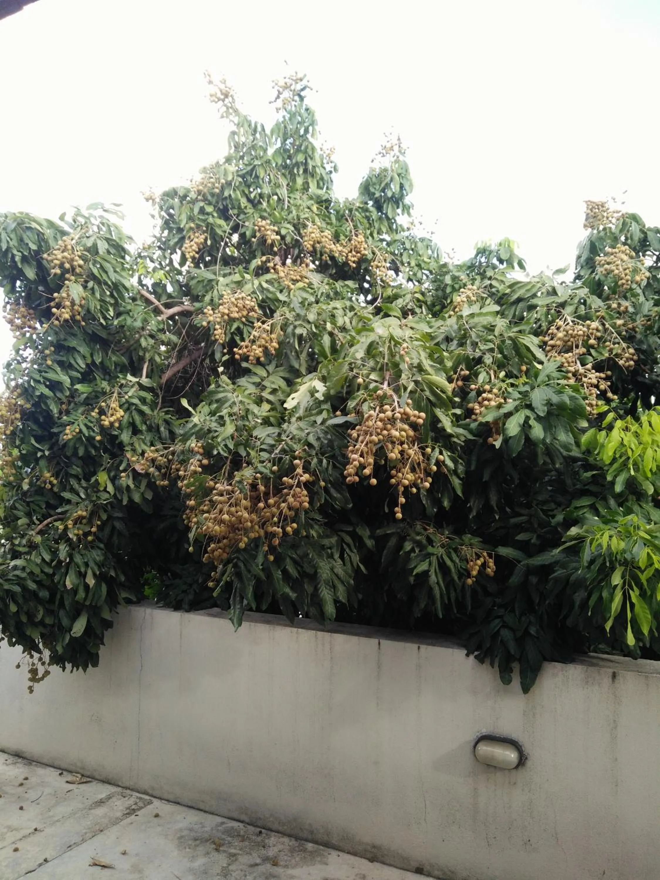 Balcony/Terrace in Baba pim villa