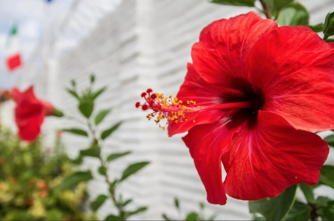 Pousada & Food 3 Abelhas