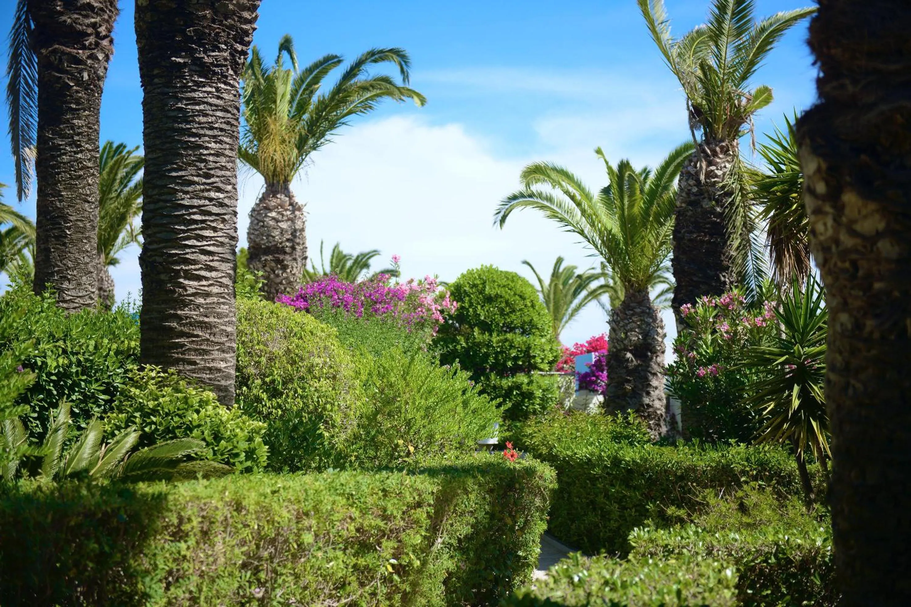 Garden in Blue Horizon