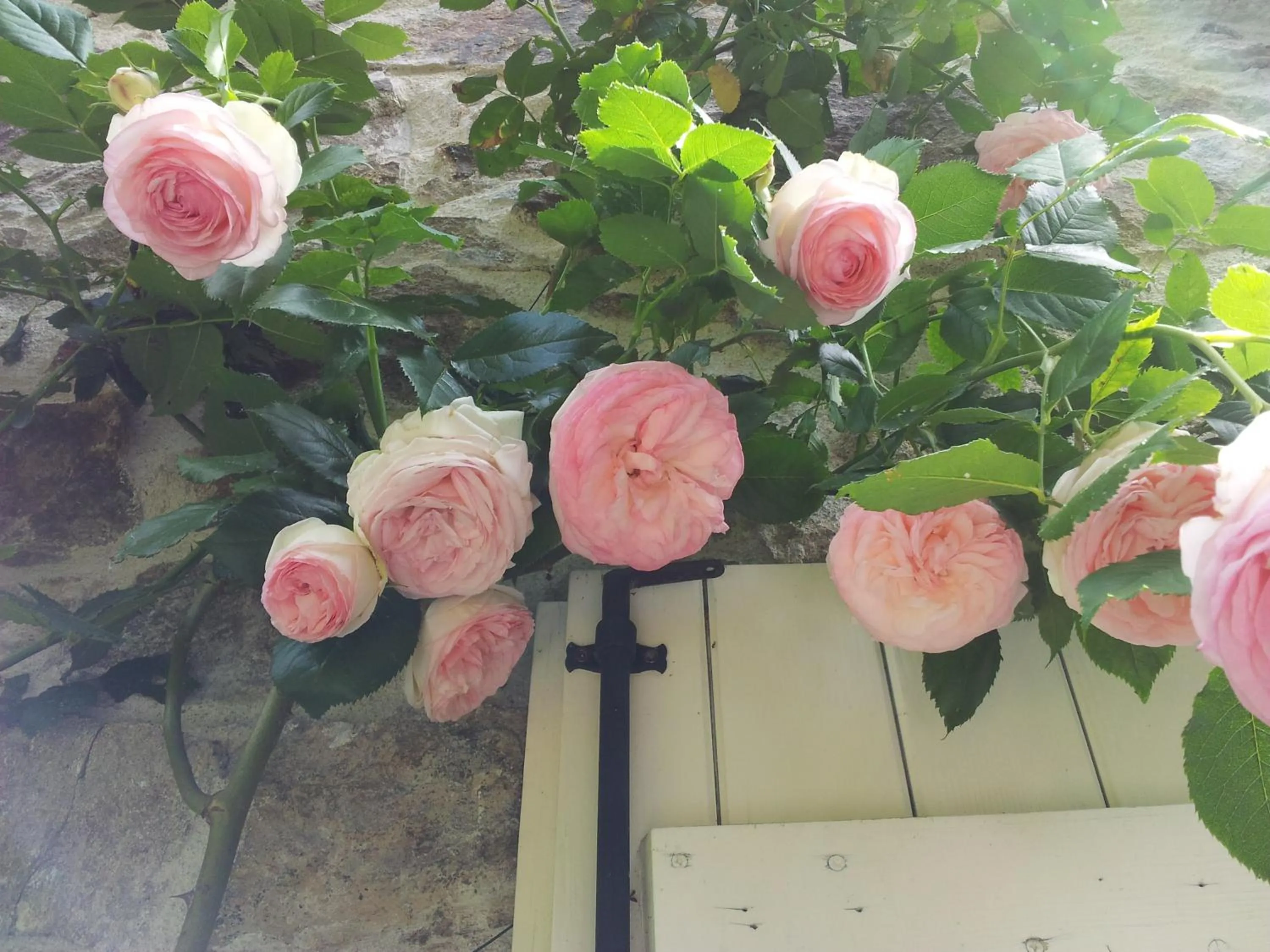 Garden in B&B Maison Coralie