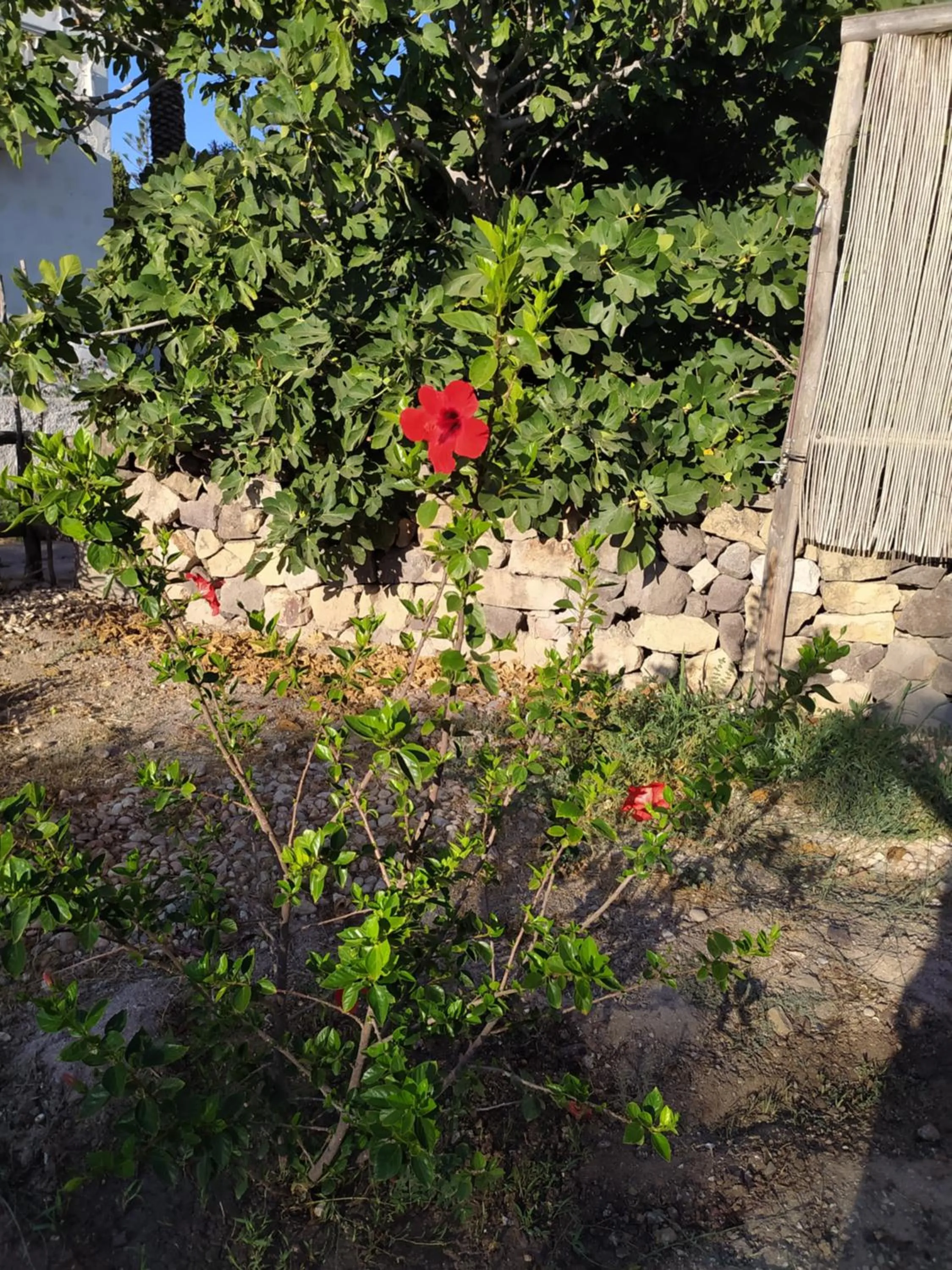 Garden view in Latmos 1860