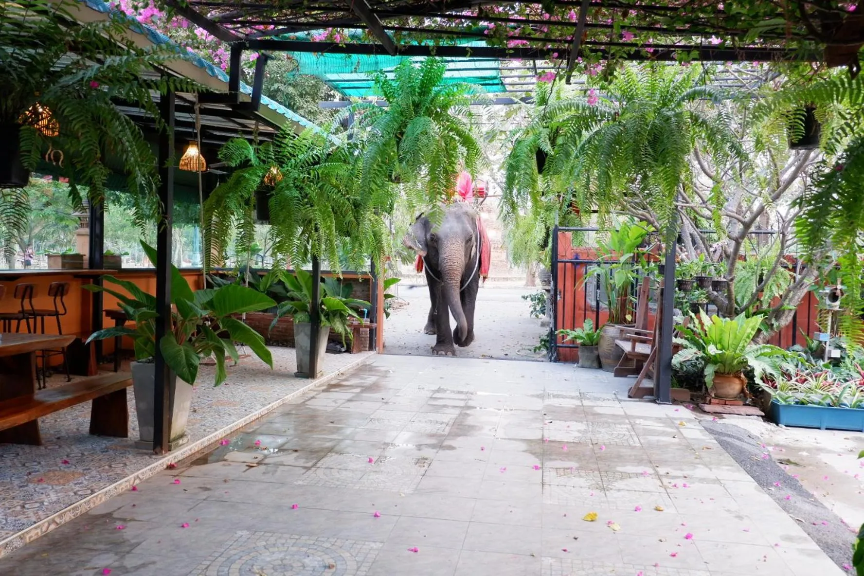 Animals in The Park Ayutthaya Resort And Spa