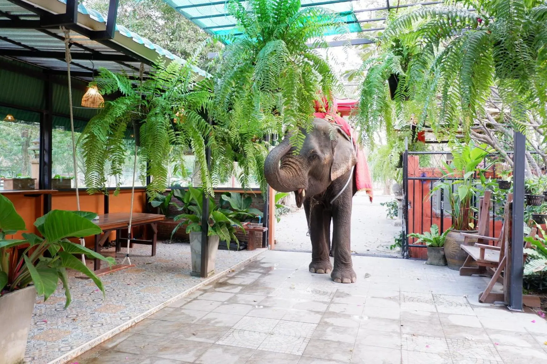 Animals in The Park Ayutthaya Resort And Spa