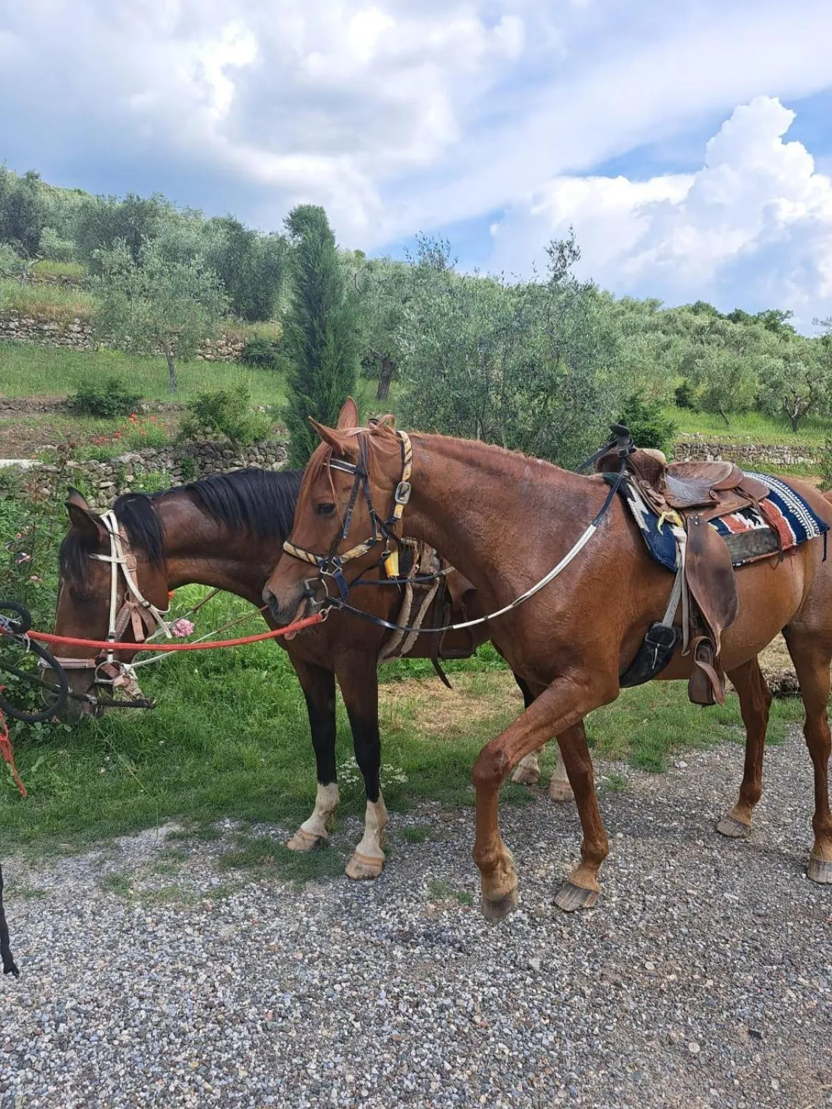 Activities in Podere Spedalone