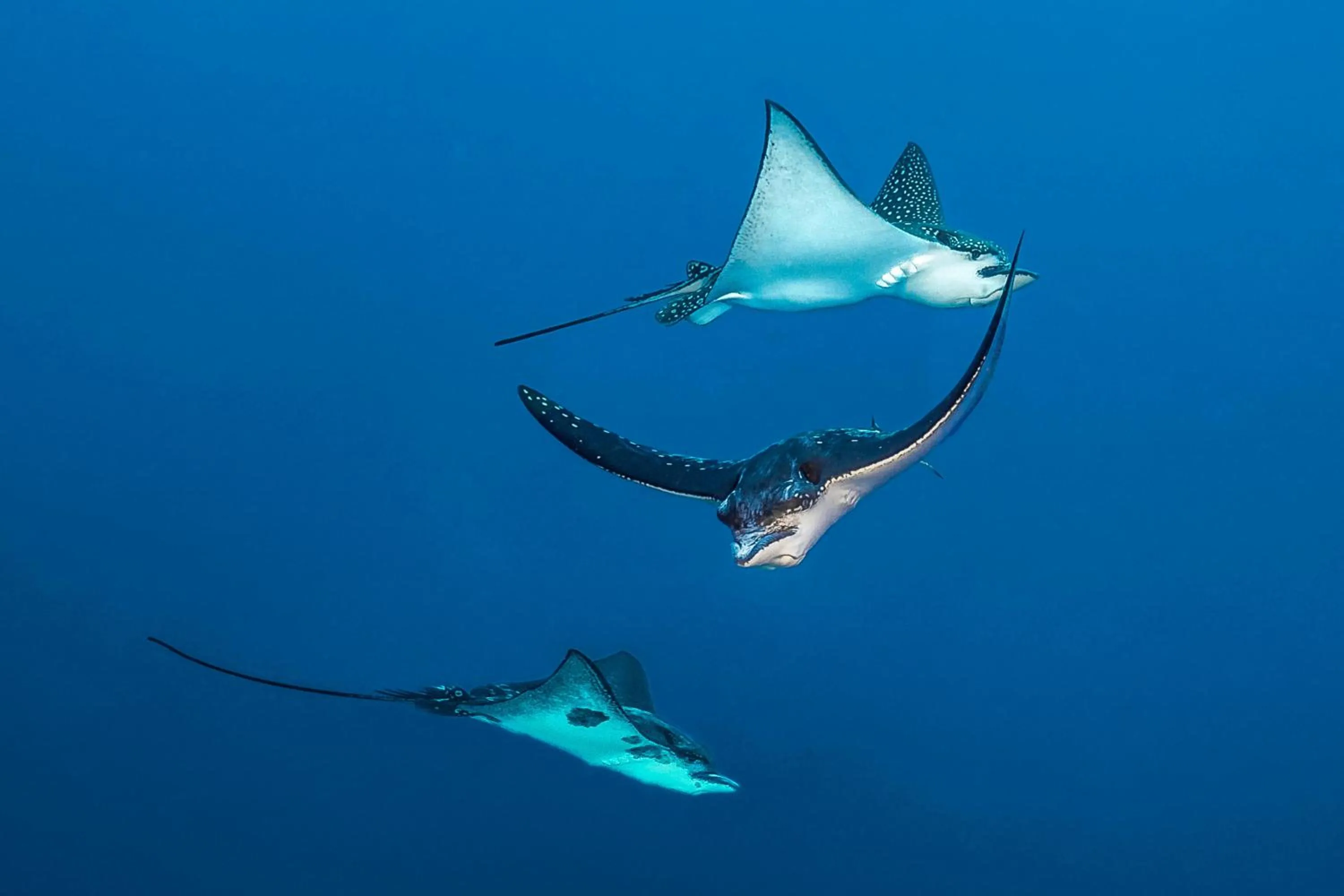 Pets in JA Manafaru, The Real Maldives - Complimentary Seaplane for 7 nights and more - Stay period until 23 Dec 2025