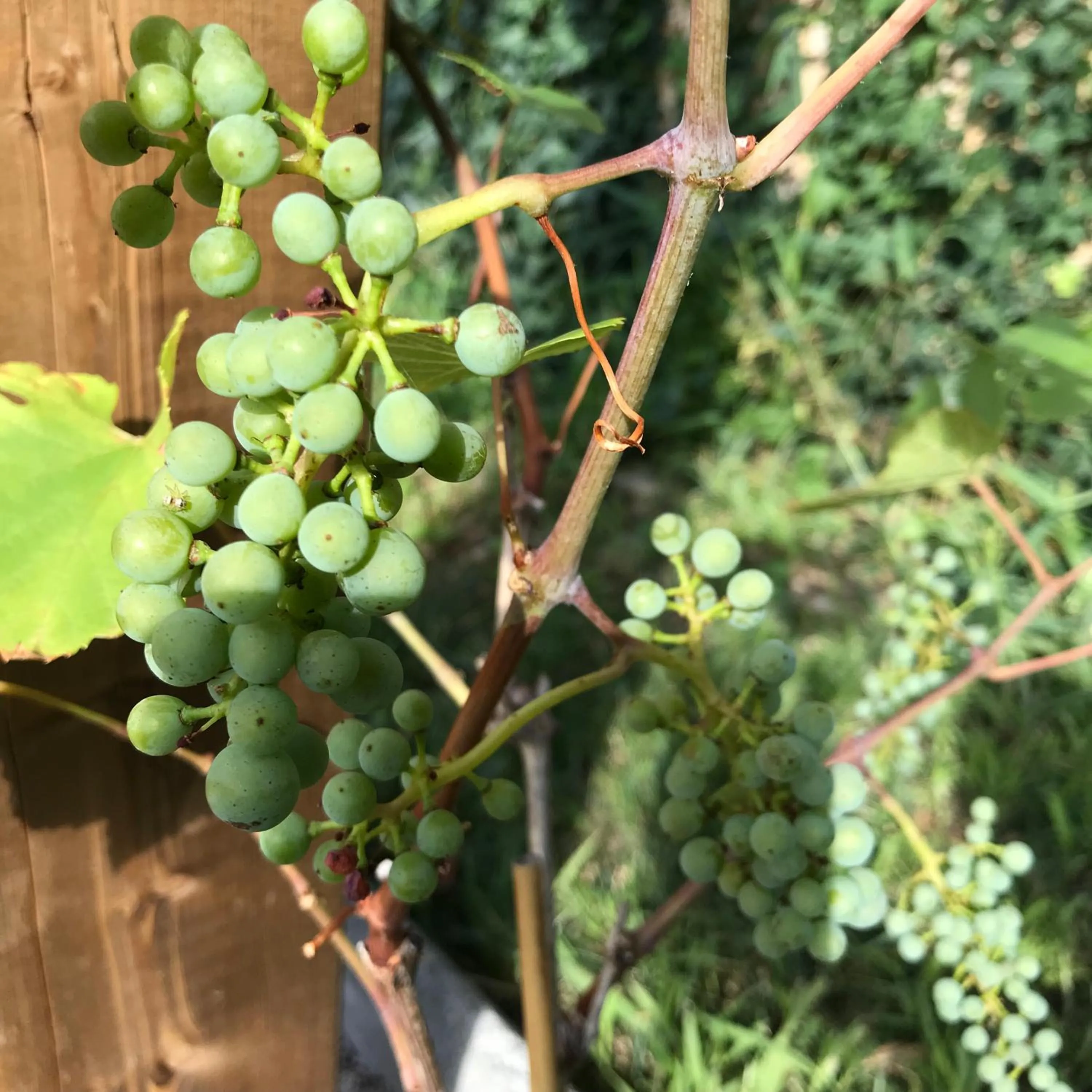 Other in La Dormance