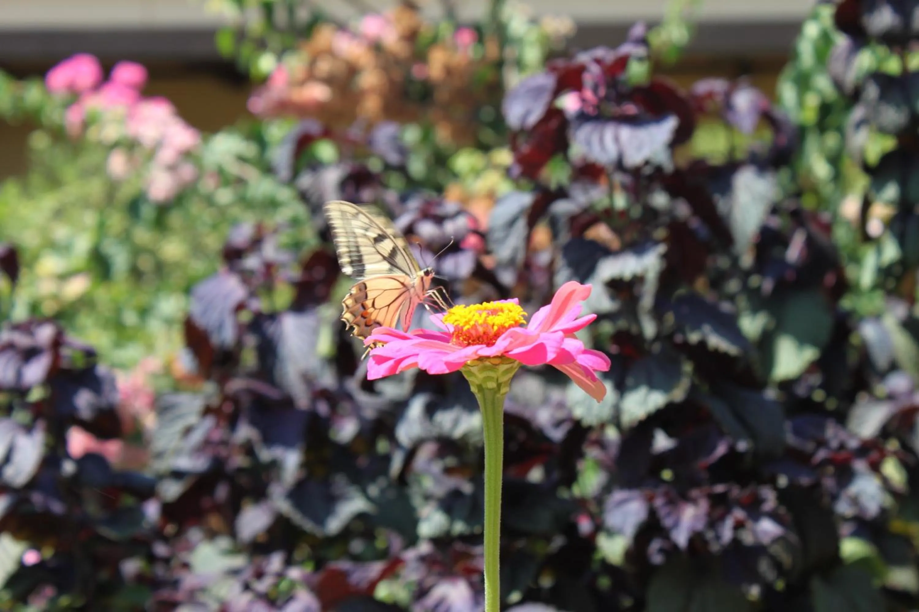 Other in Silver Sun Studios & Apartments