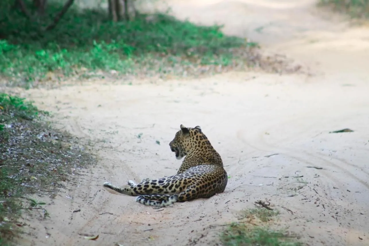 Animals in Divine Villa