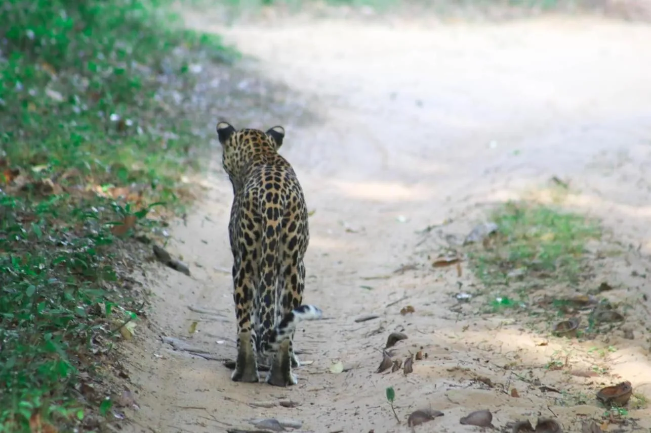 Animals in Divine Villa