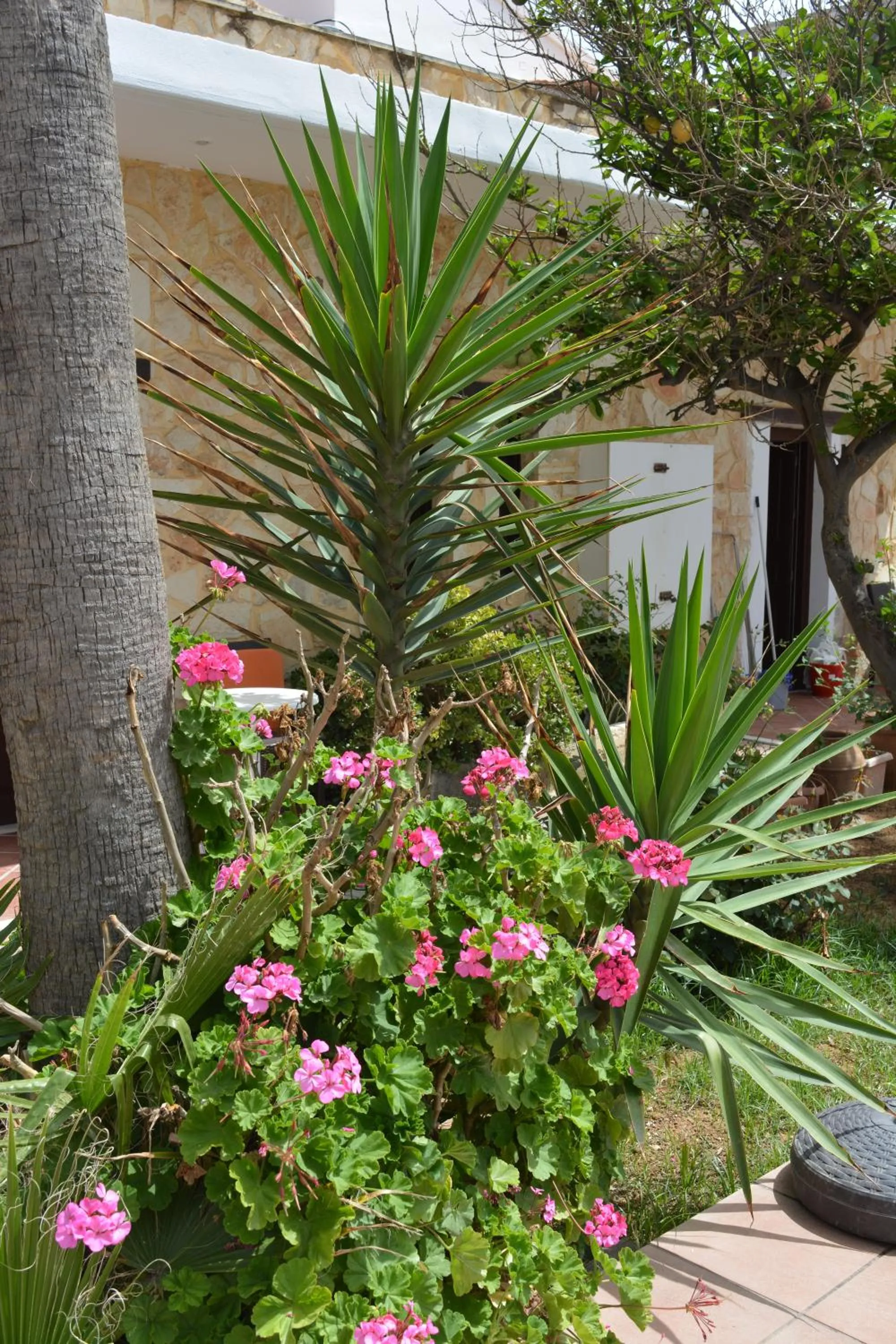 Garden in Villa Giorgos