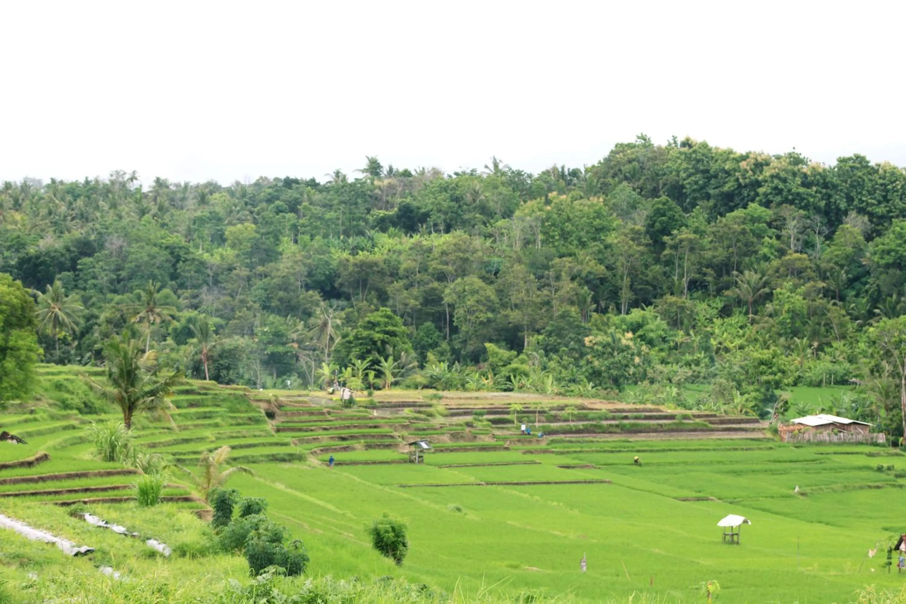 Jungle House - surf & stay