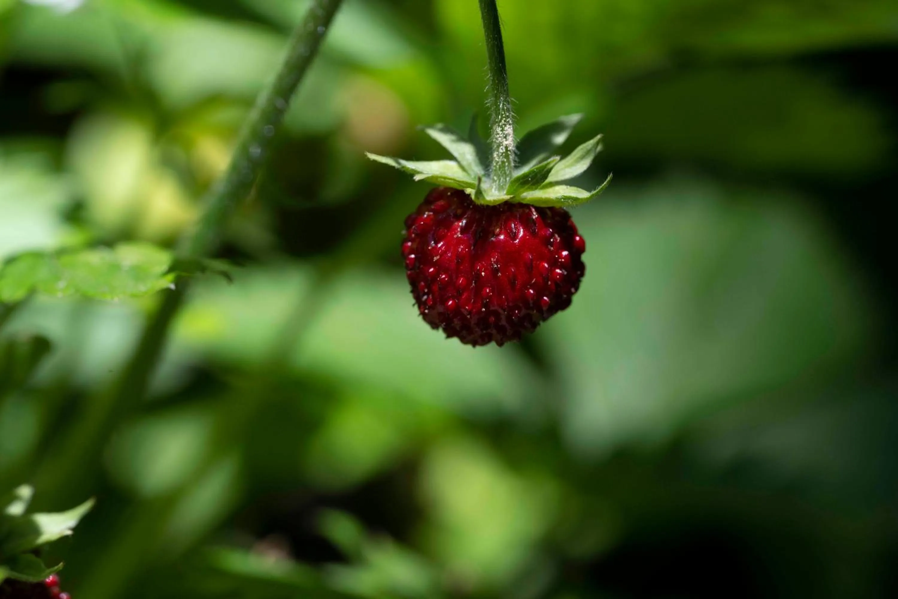 Garden in Landhotel Pacher