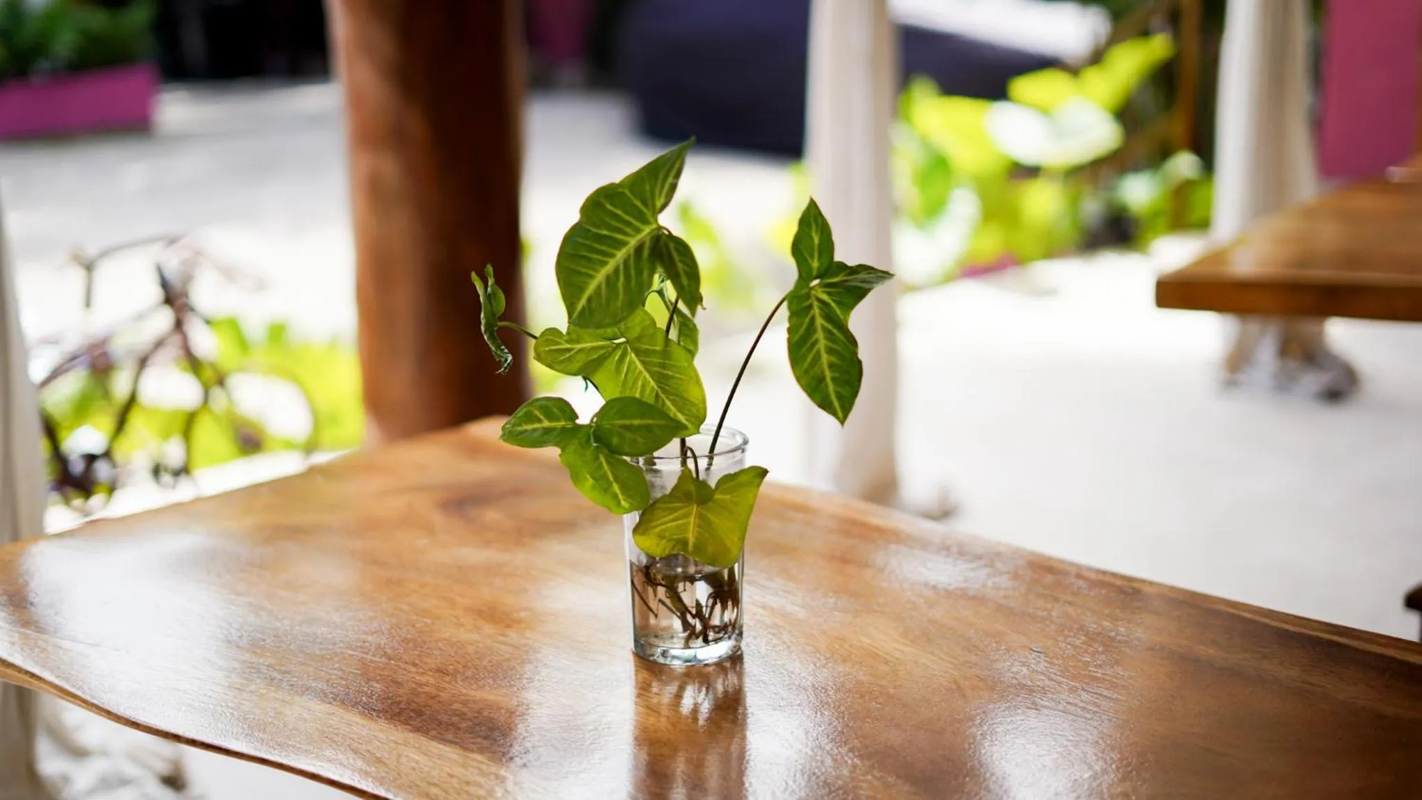 Hotel Diosa del Agua Bacalar