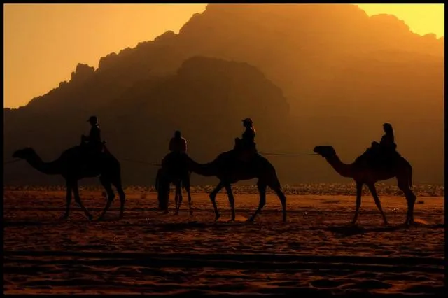 Animals in Golden Rose Hotel