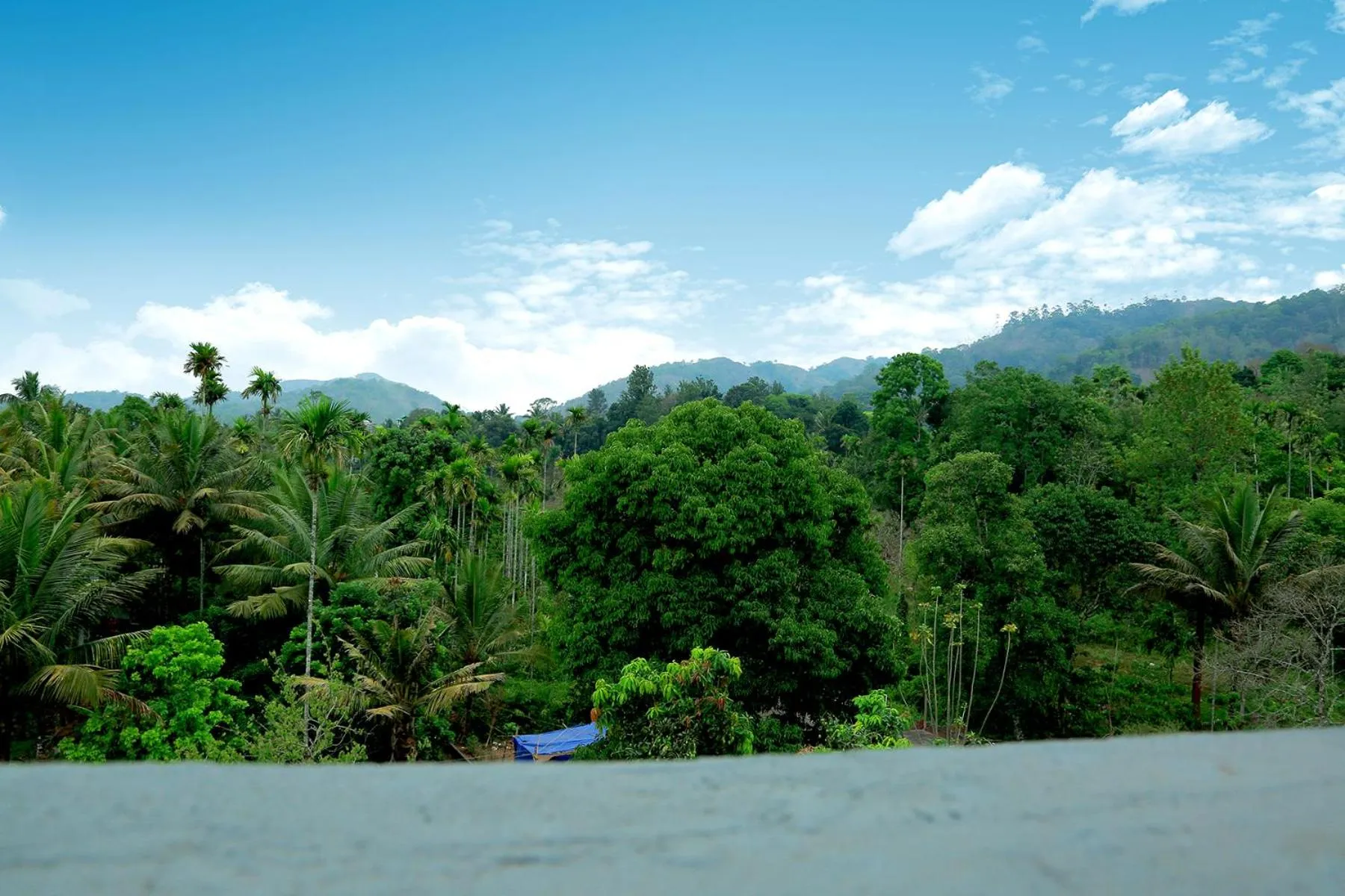 Natural landscape in Woodside residency