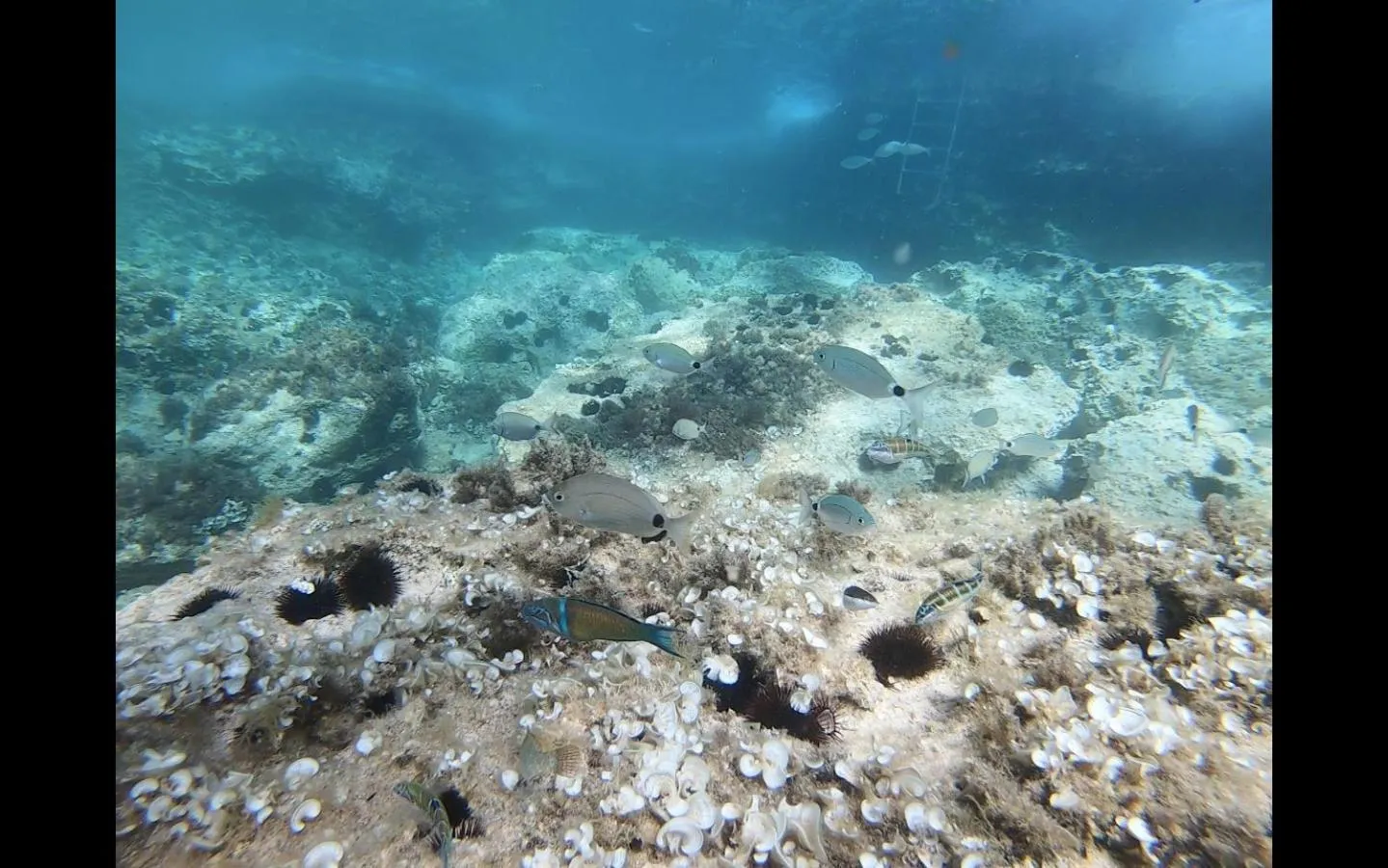 Natural landscape in Aparthotel Nereida