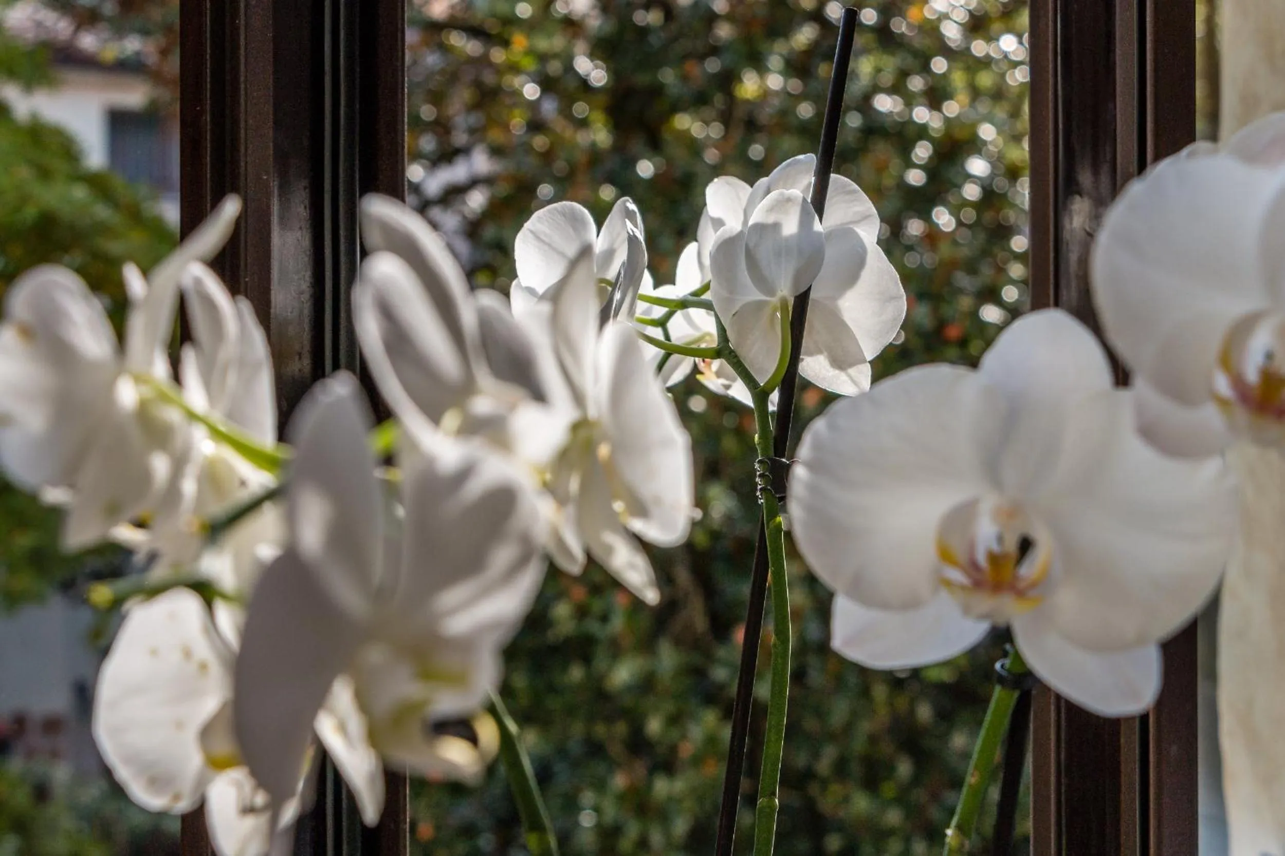 Living room in Collalto24