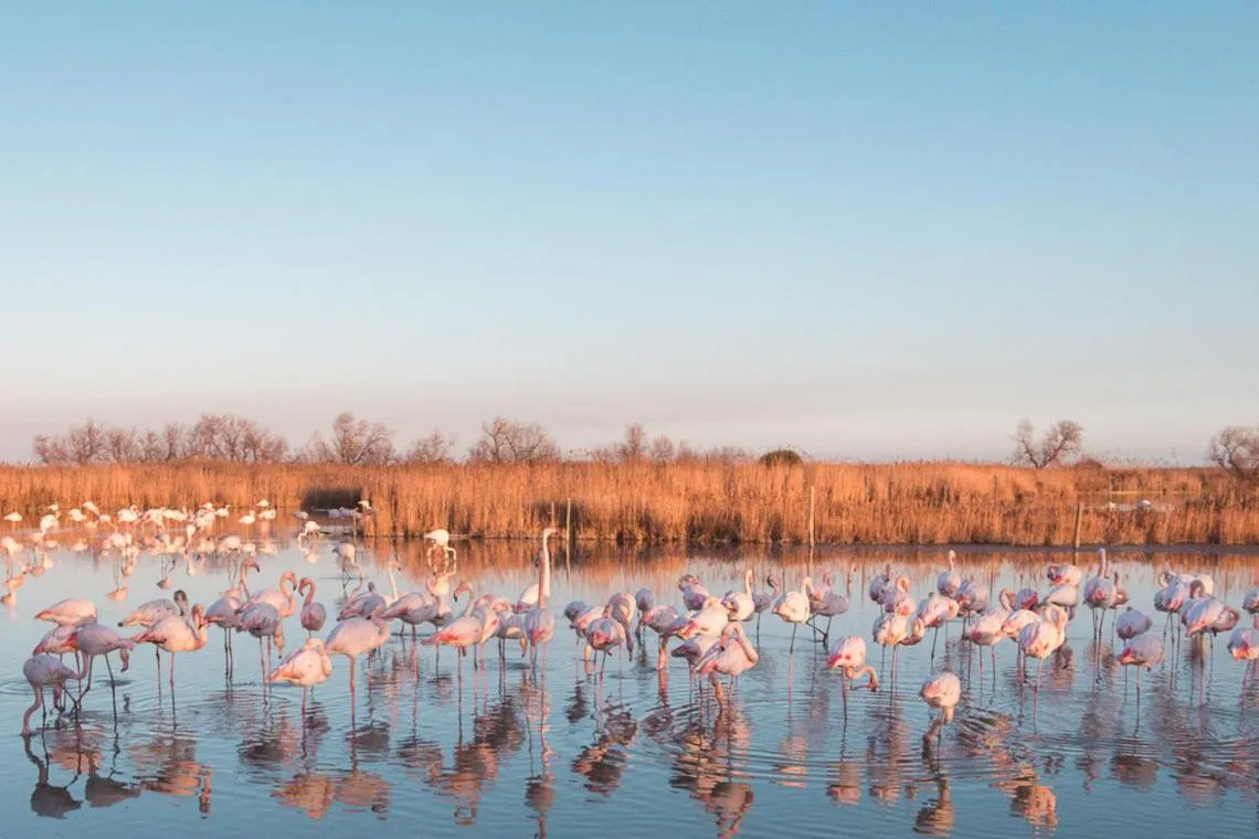 Nearby landmark in Hôtel Le Neptune en Camargue